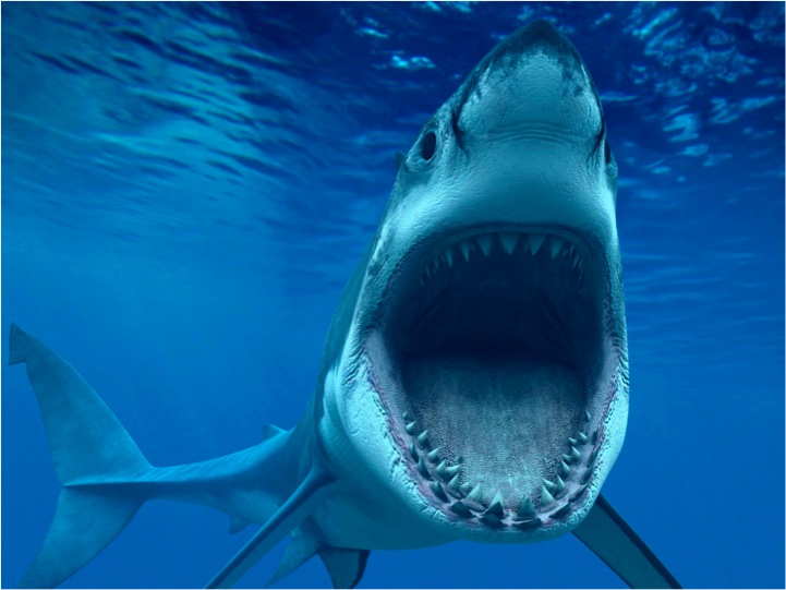 Shark.jpg
