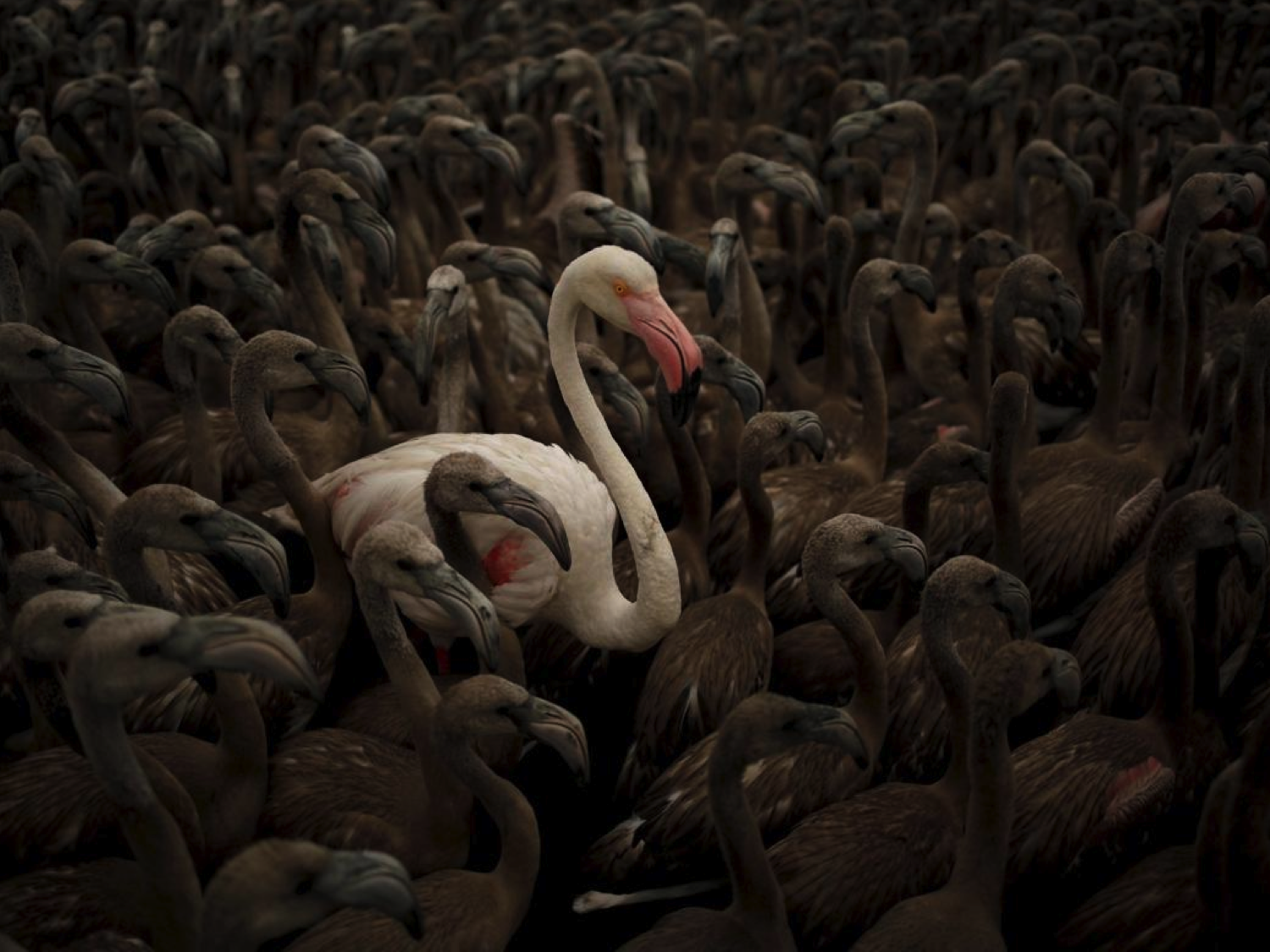 swan.png