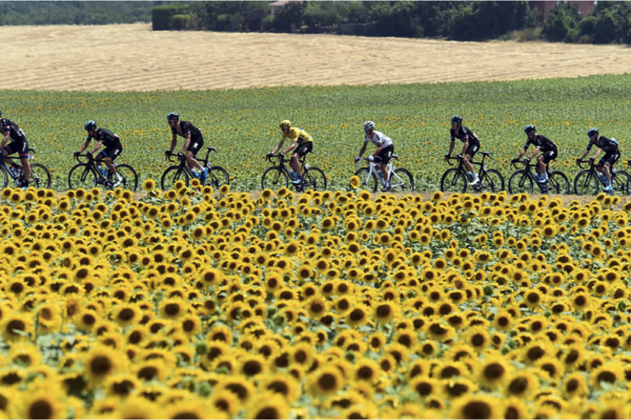 Sunflower race 2.png