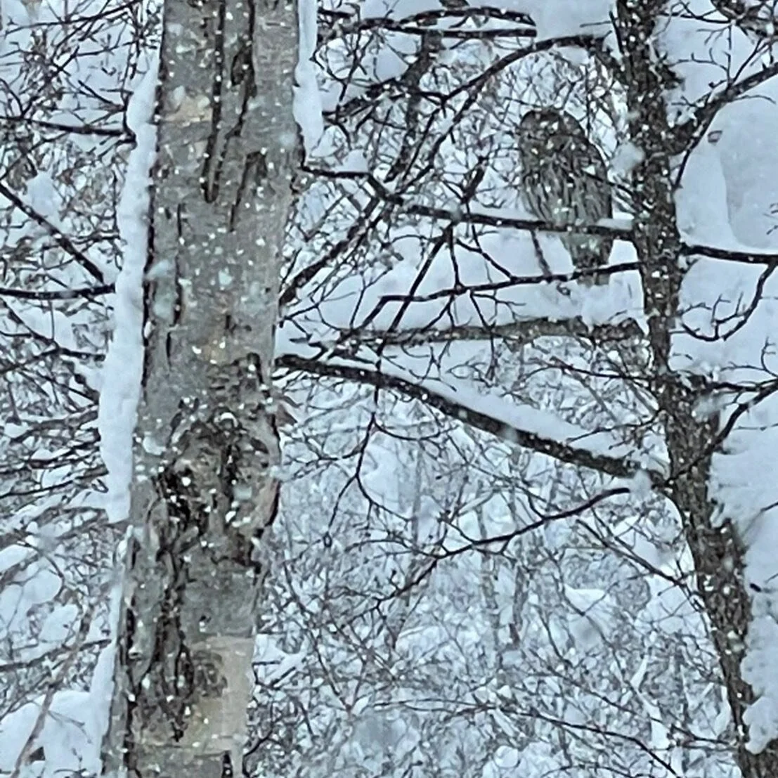 Rare and unexpected visitor in the garden!
#nisekojapan #hanazononiseko #hanazono #japanpowder #nisekounited #nisekohanazono
