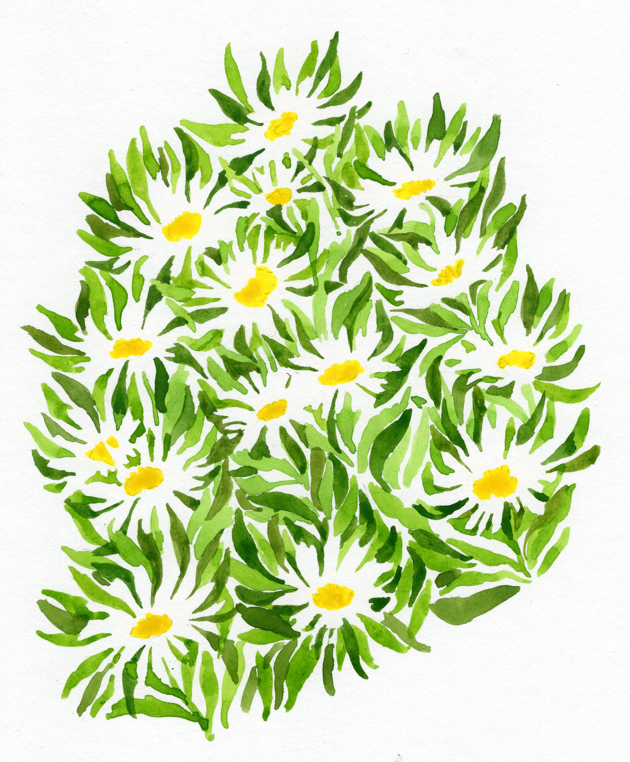 daisies.jpg