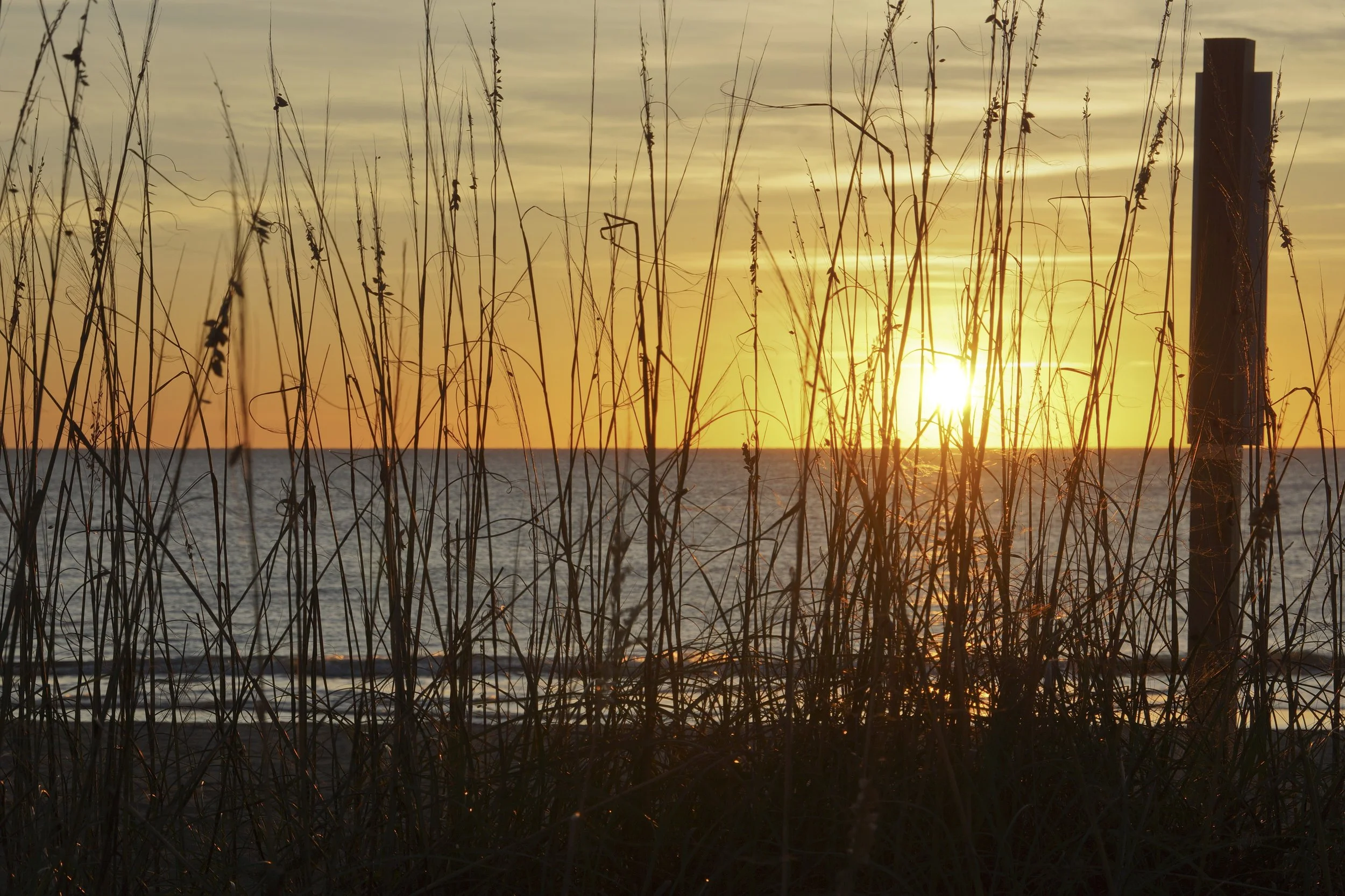 Tybee Reeds.jpeg