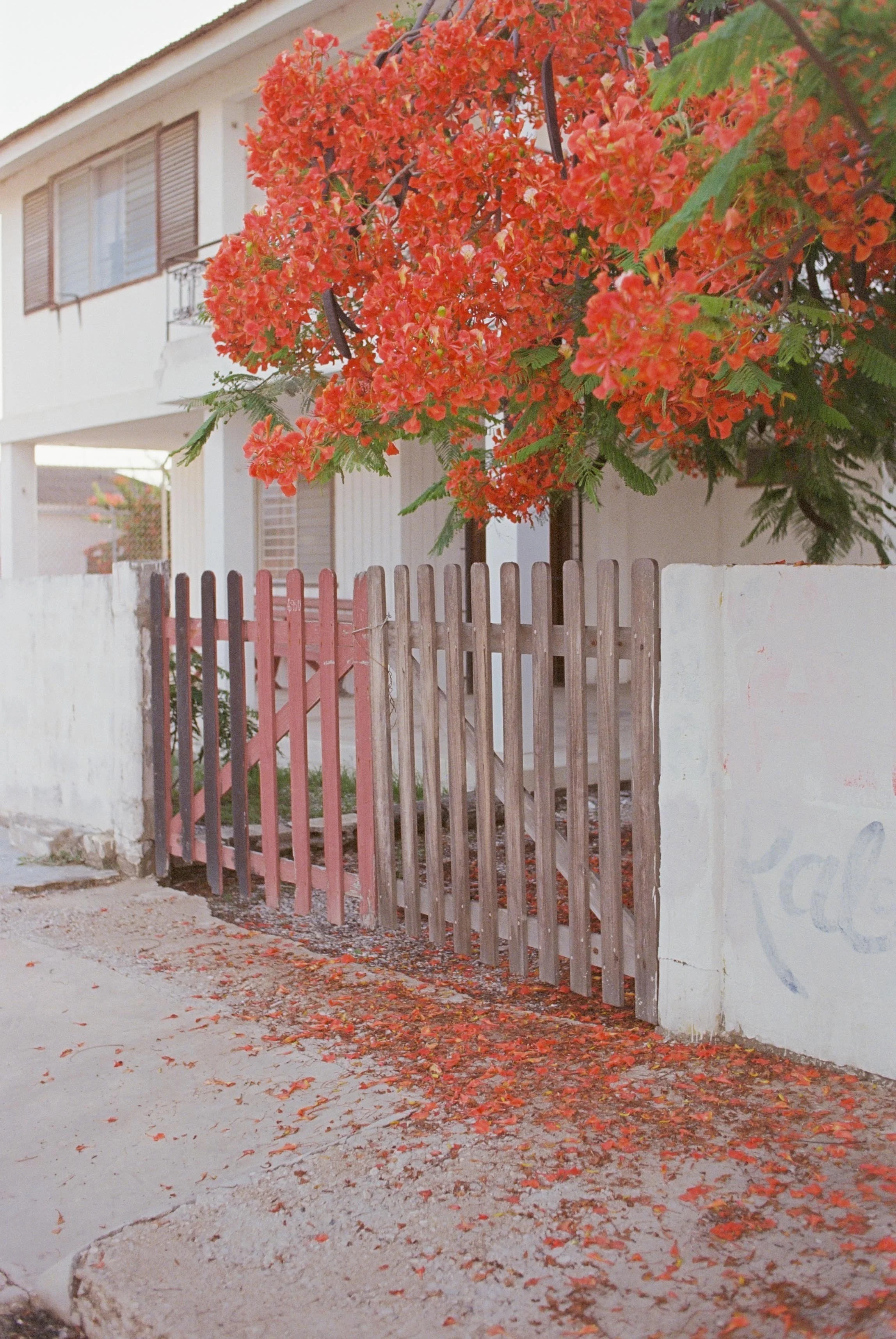 Flamboyan - ECU (8x10 Print size)