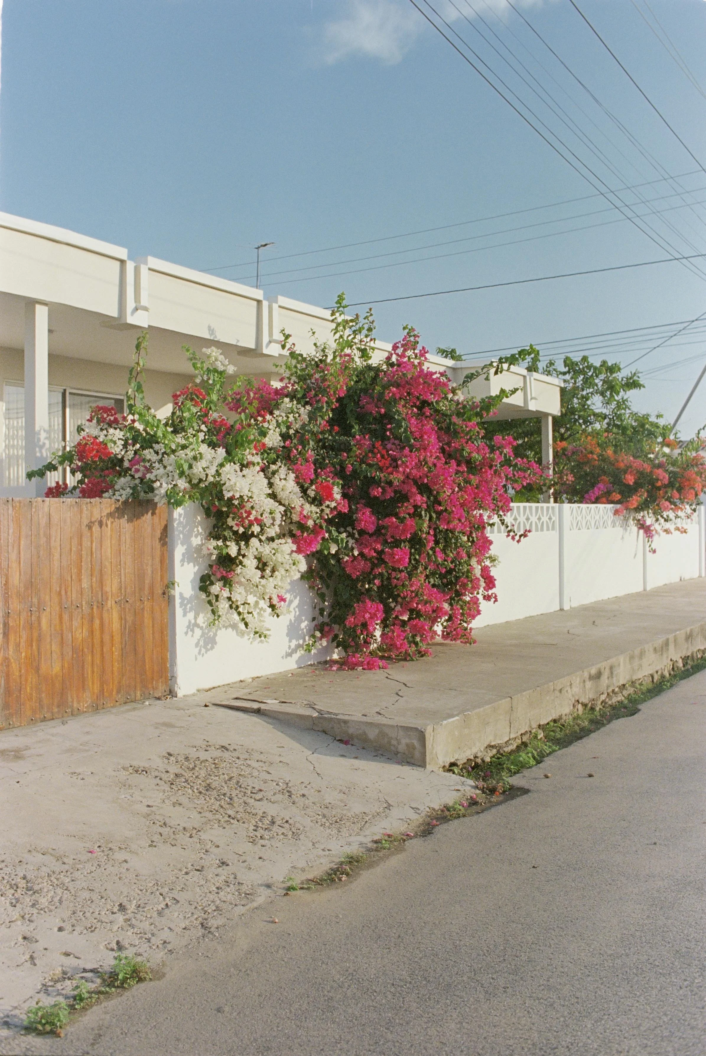 Viveza - ECU (8x10 Print Size)