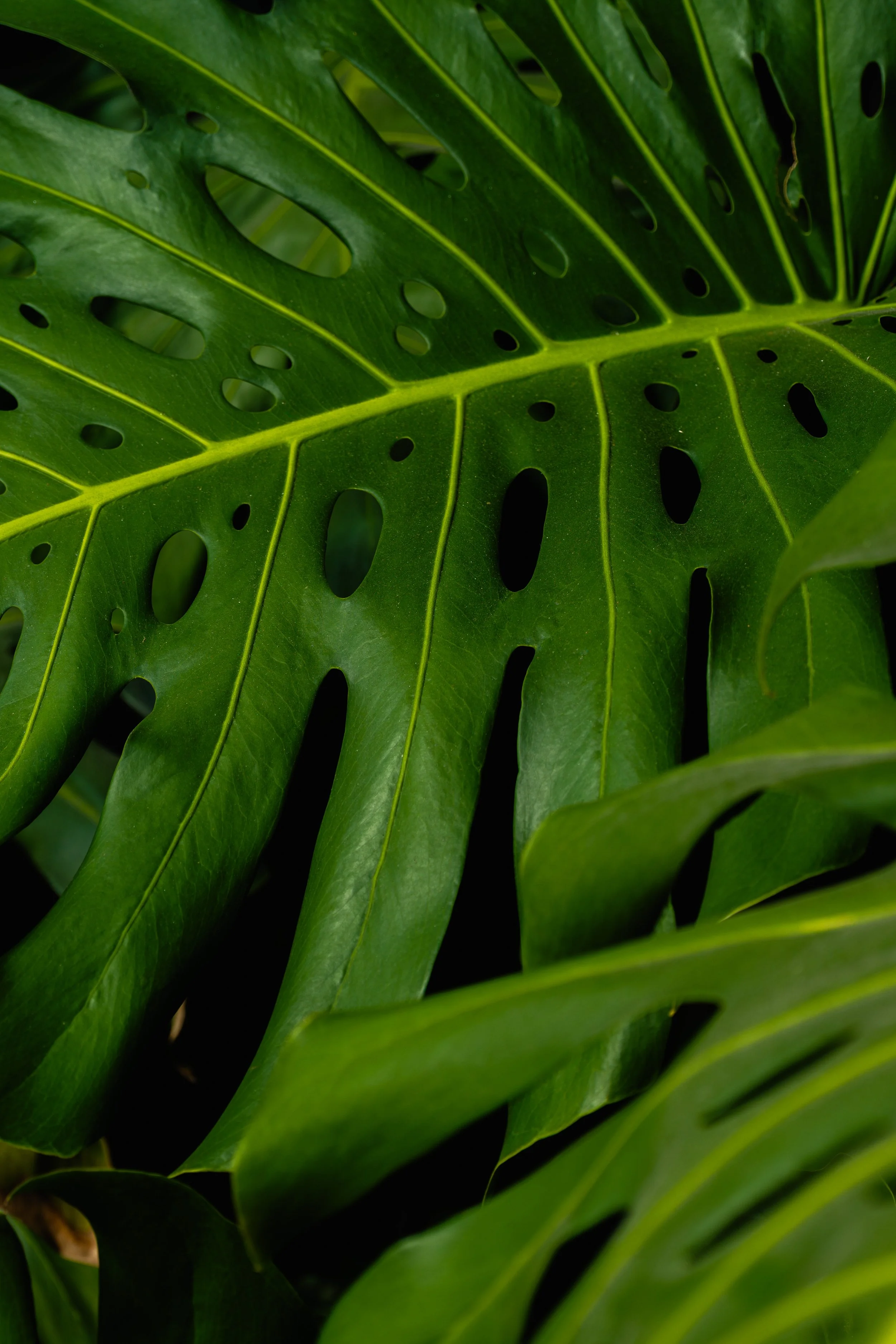 DSCF1092-2.jpg
