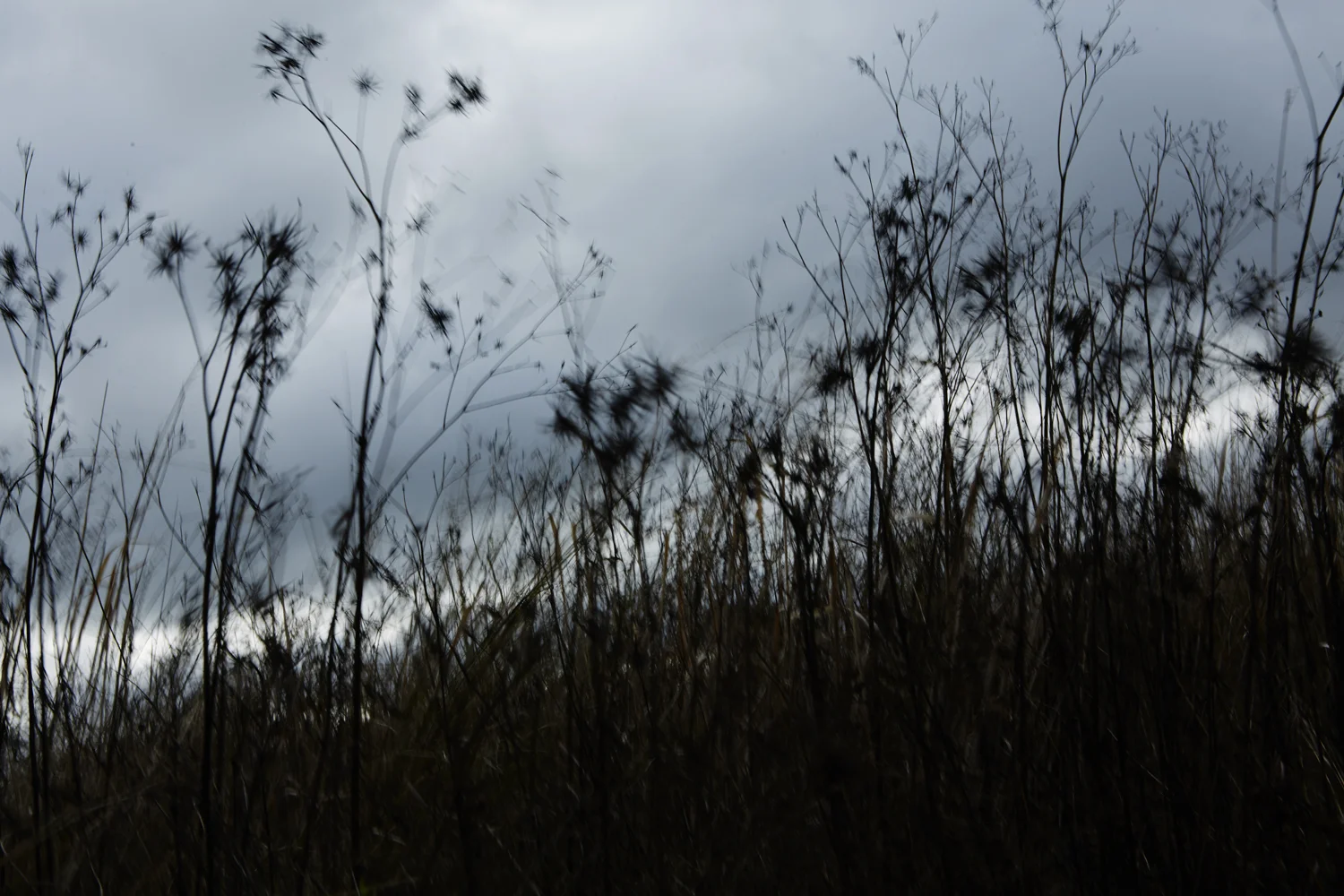 Amanda Austin / Landscape