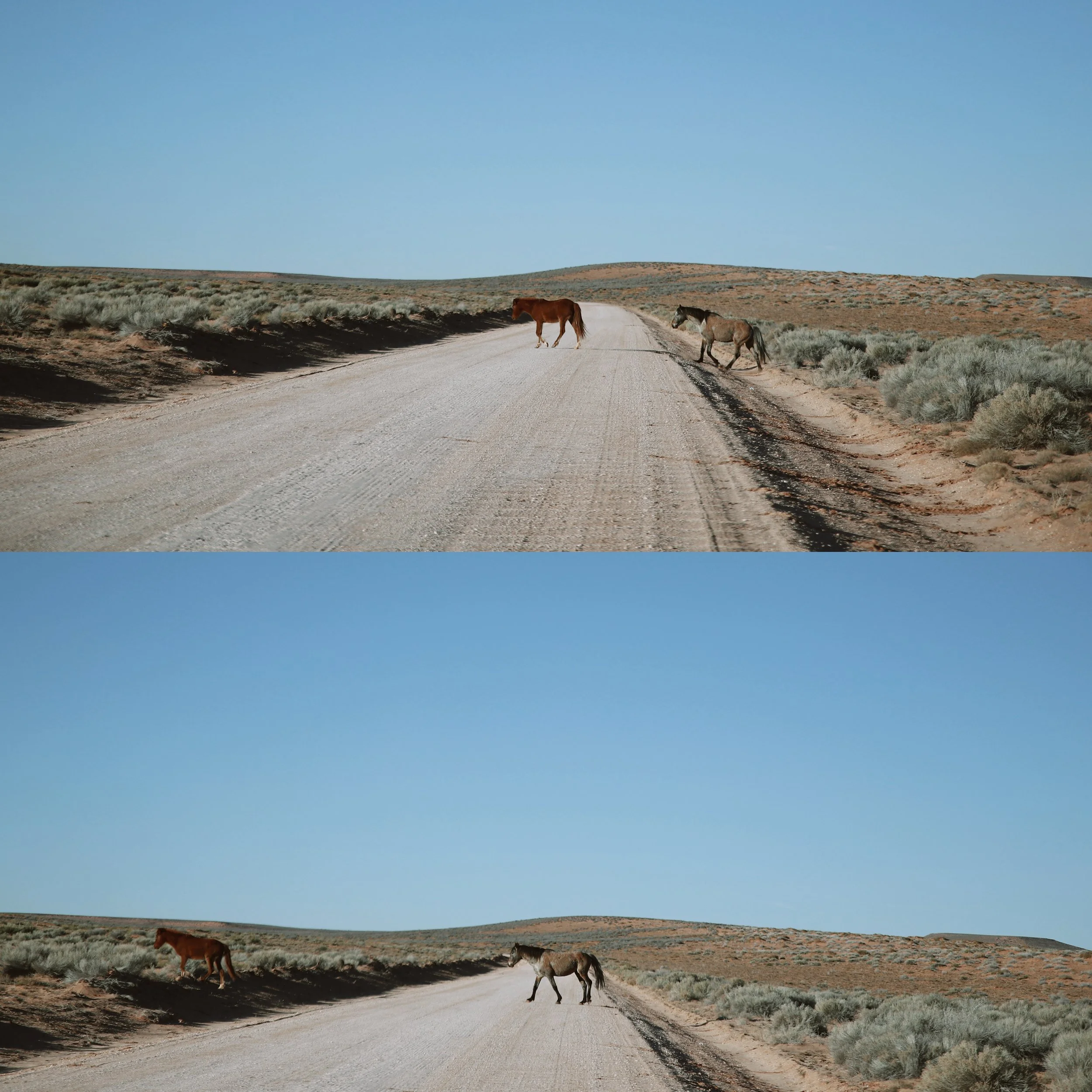 horses.jpg