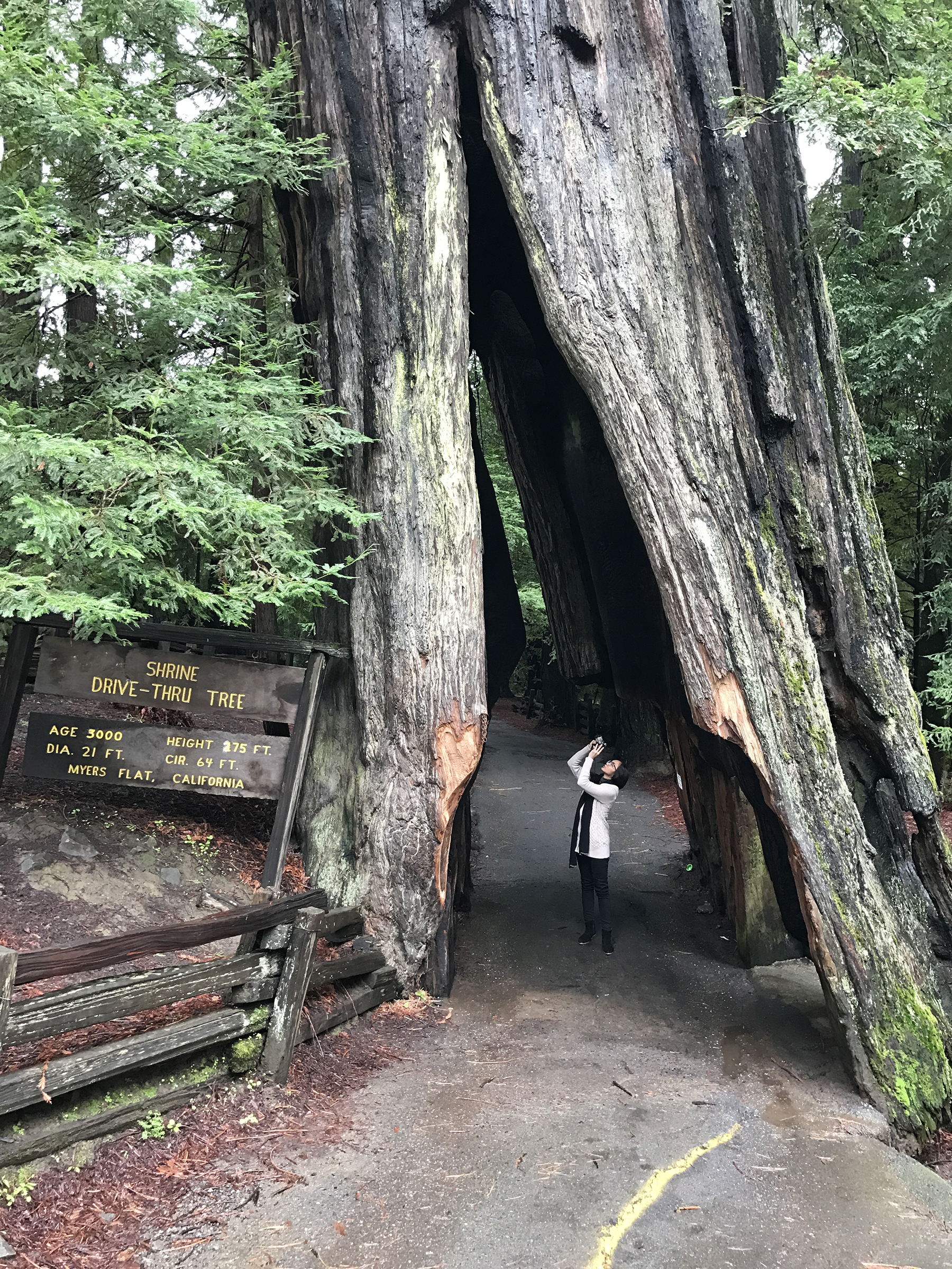  3000-year-old tree at the Humboldt Redwood State Park 