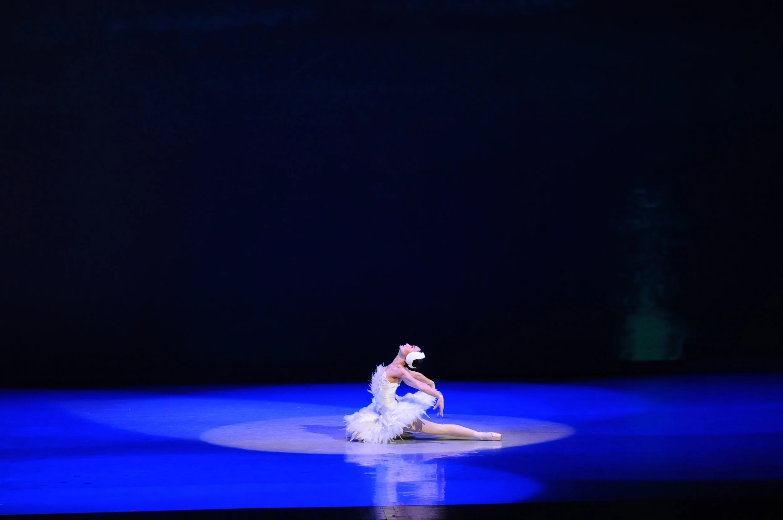 Winged ballets: The Dying Swan