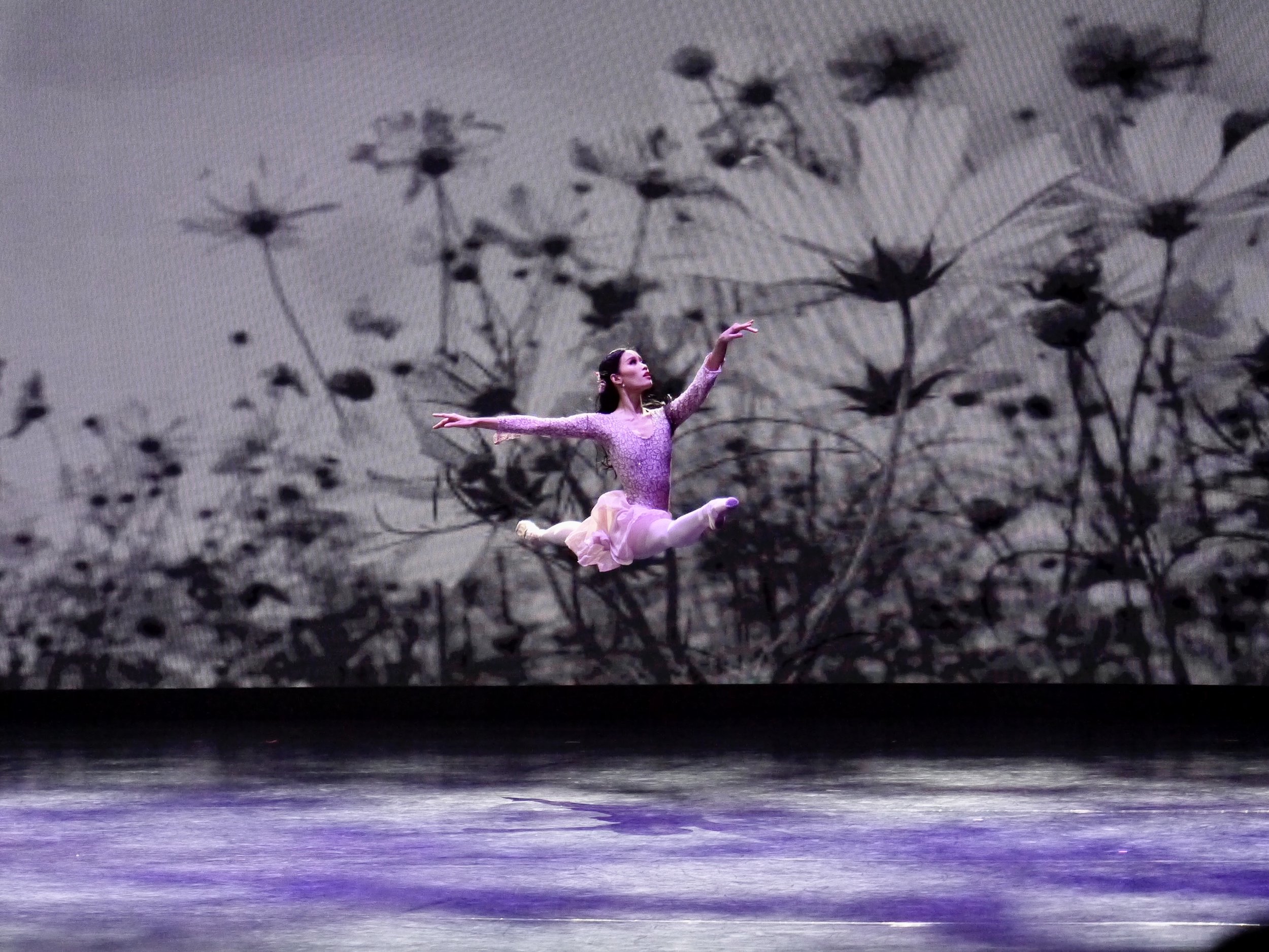    The pink tutu of Honoree (Joan Emery Sia) strikes a delicate contrast to the gray backdrop of flowers in Lisa Macuja Elizalde’s  La Traviata  as restaged in Rise! (2022). The soft shade echoes the sensitive nature of the scene where the young lady