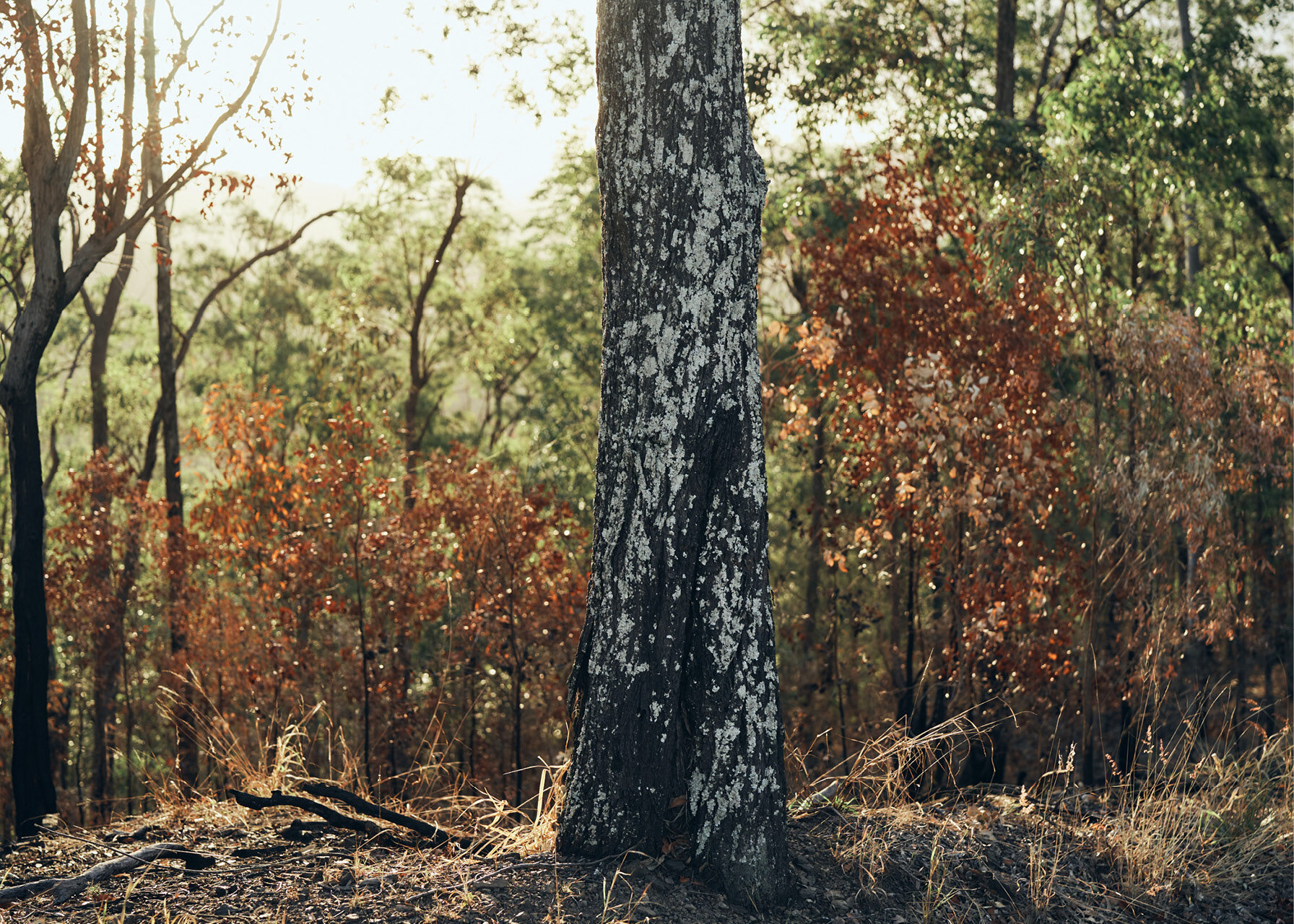  BRISBANE FOREST AFTER RECENT BACKBURNING 