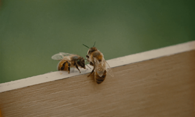 A Beekeeper's Art_1.gif