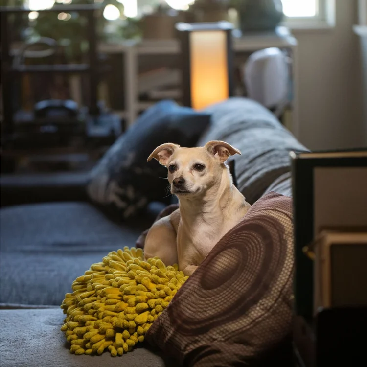 A small fawn dog resting on a pillow in the studio
