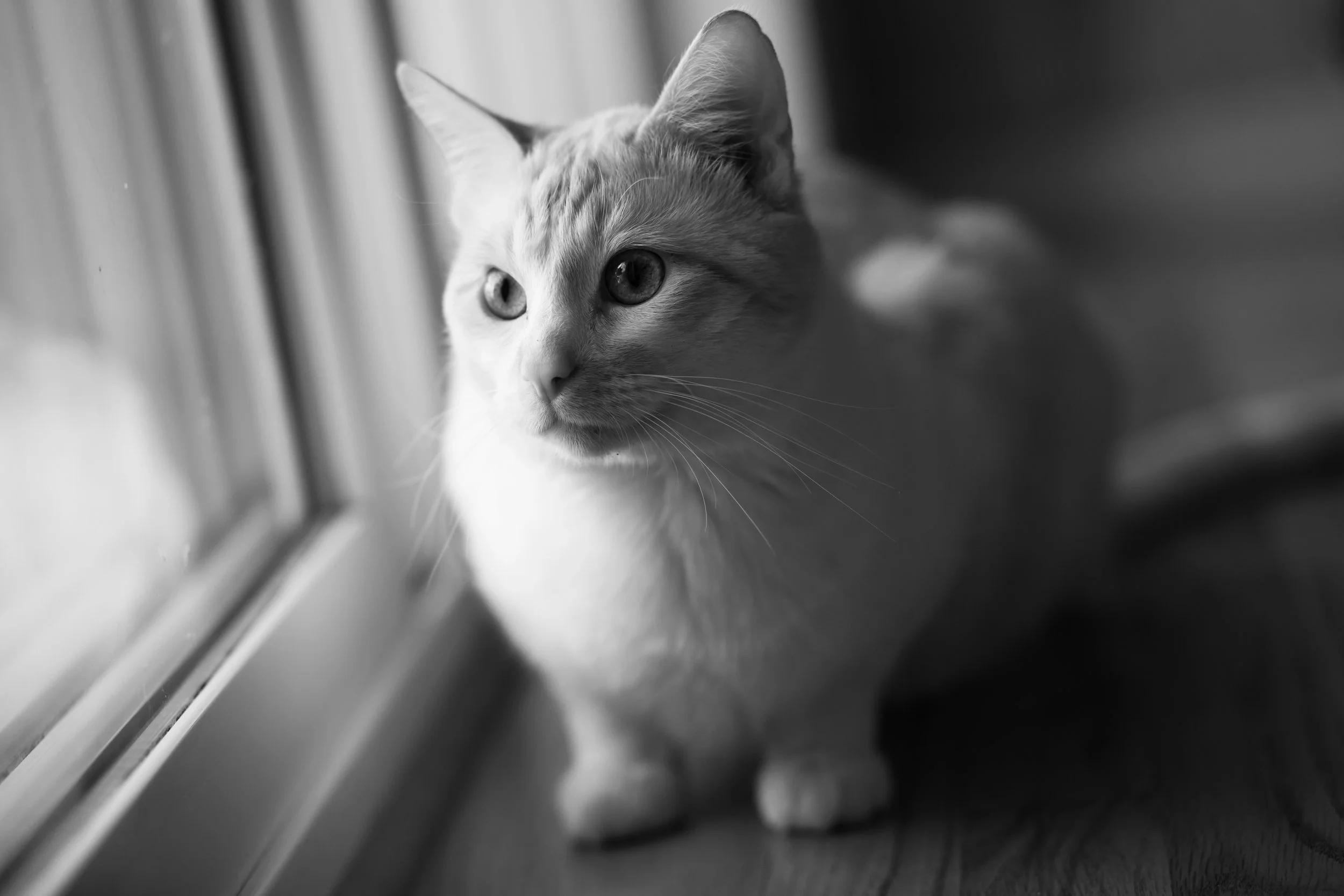 My kitty Omar Images by Sarah Ford