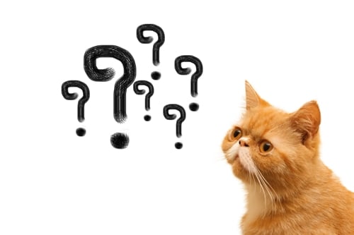 cat-and-question-marks.jpg
