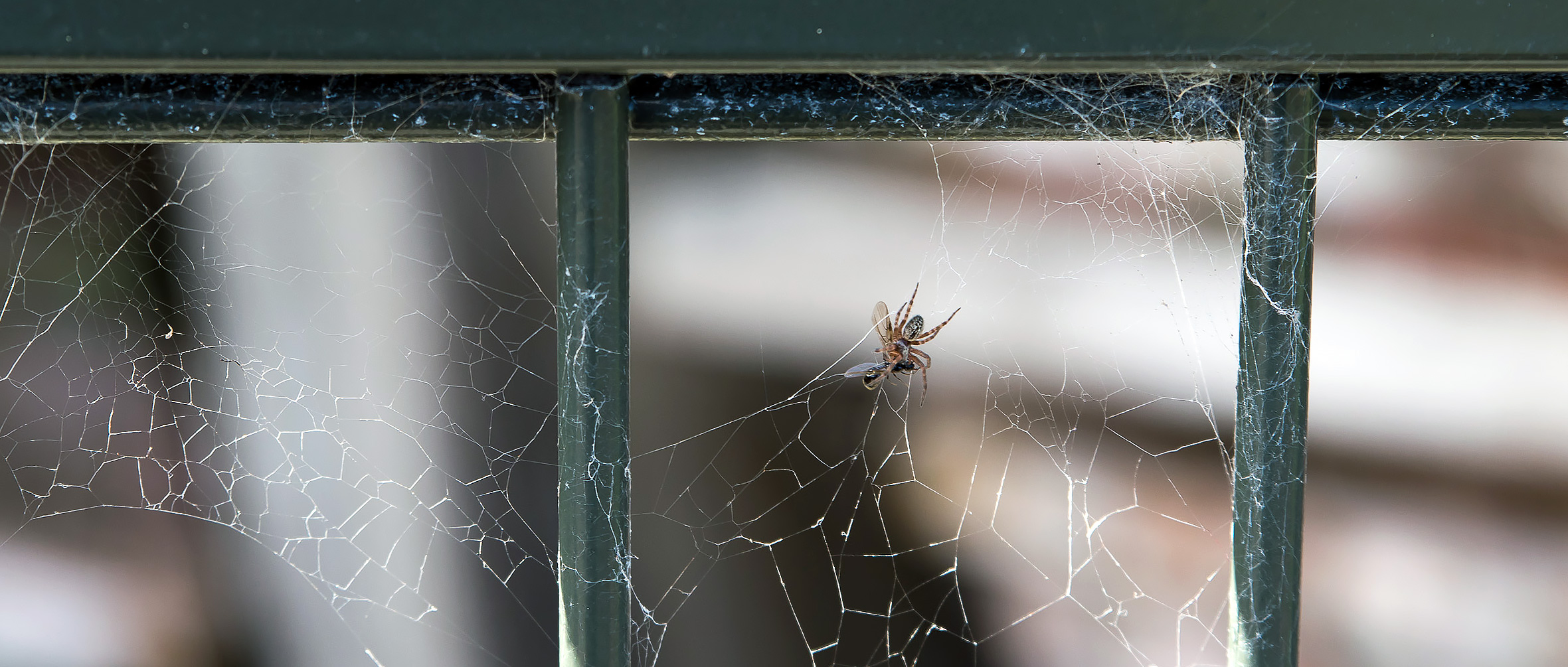 March 18. Finally made it to Port Chalmers. Found this spider making friends with this bug.