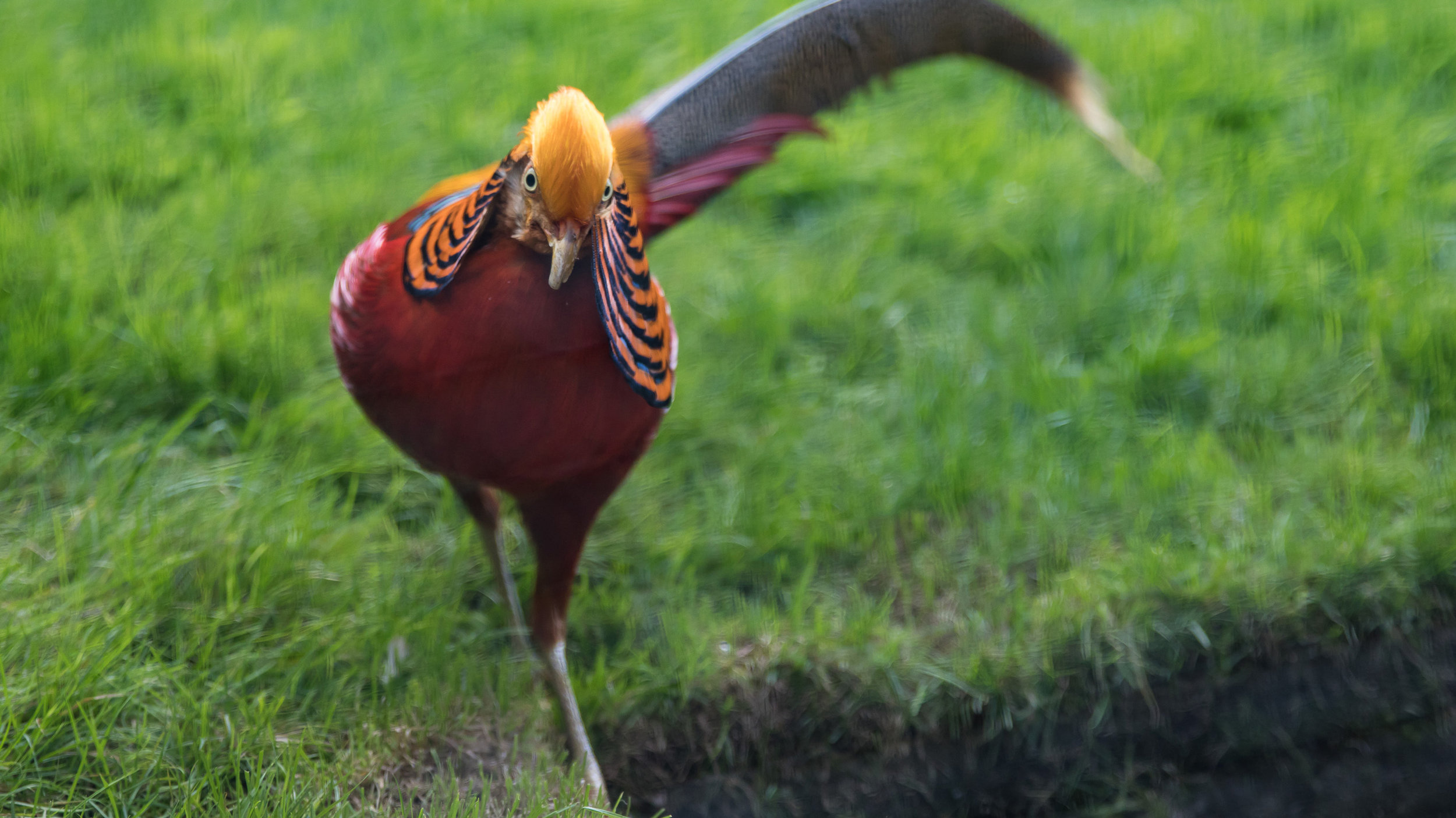 April 8. Went to the aviary and found this pheasant that we thought looked a lot like our friend Alice.