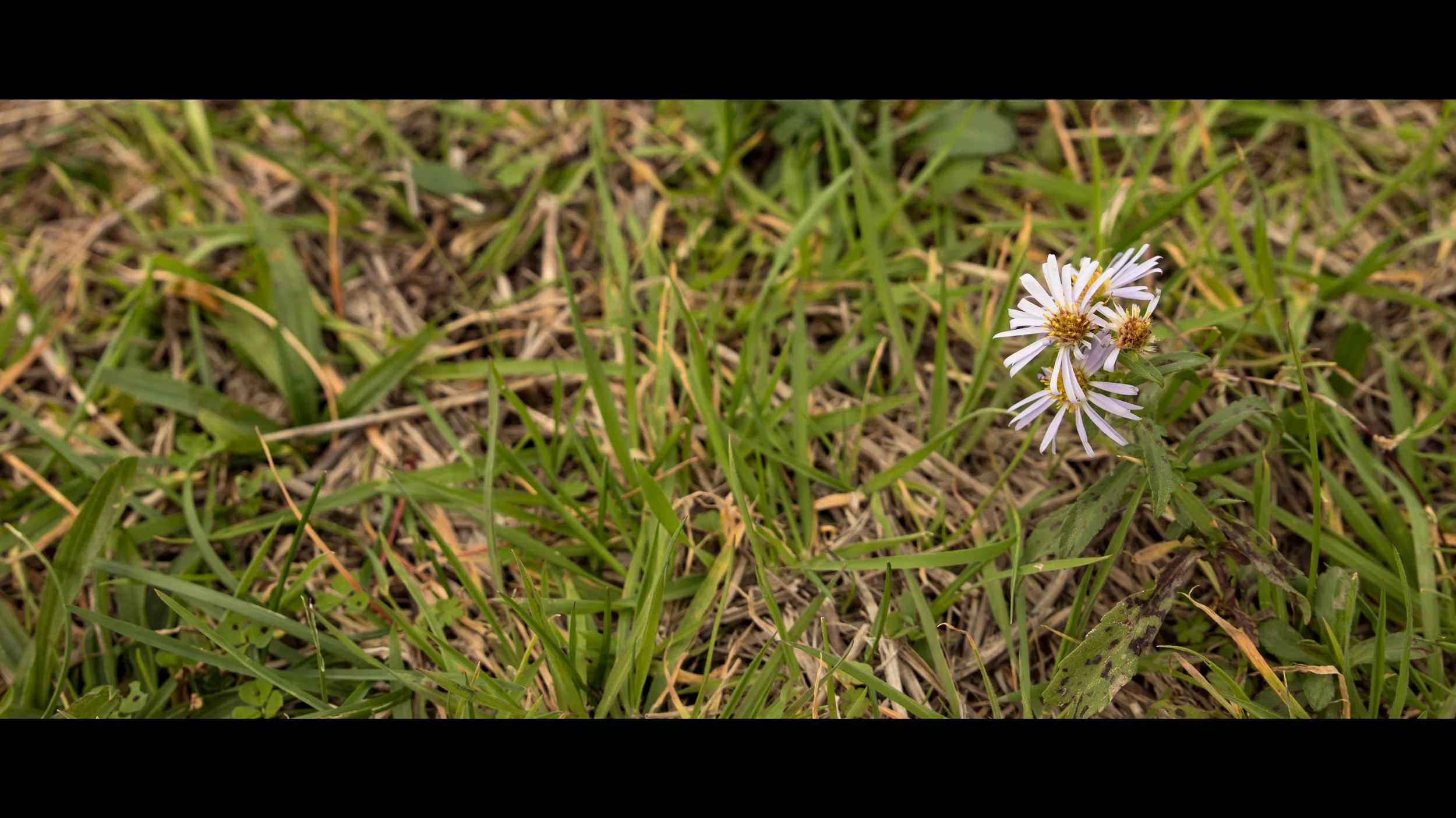 IMG_1275-247p.jpg
