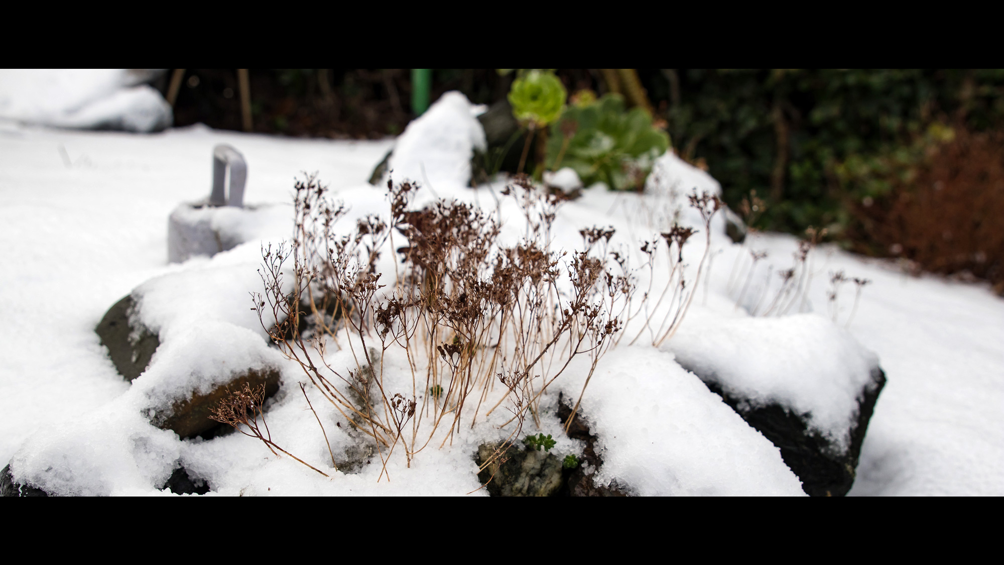 July 12. Backyard casually transformed into a winter wonderland.