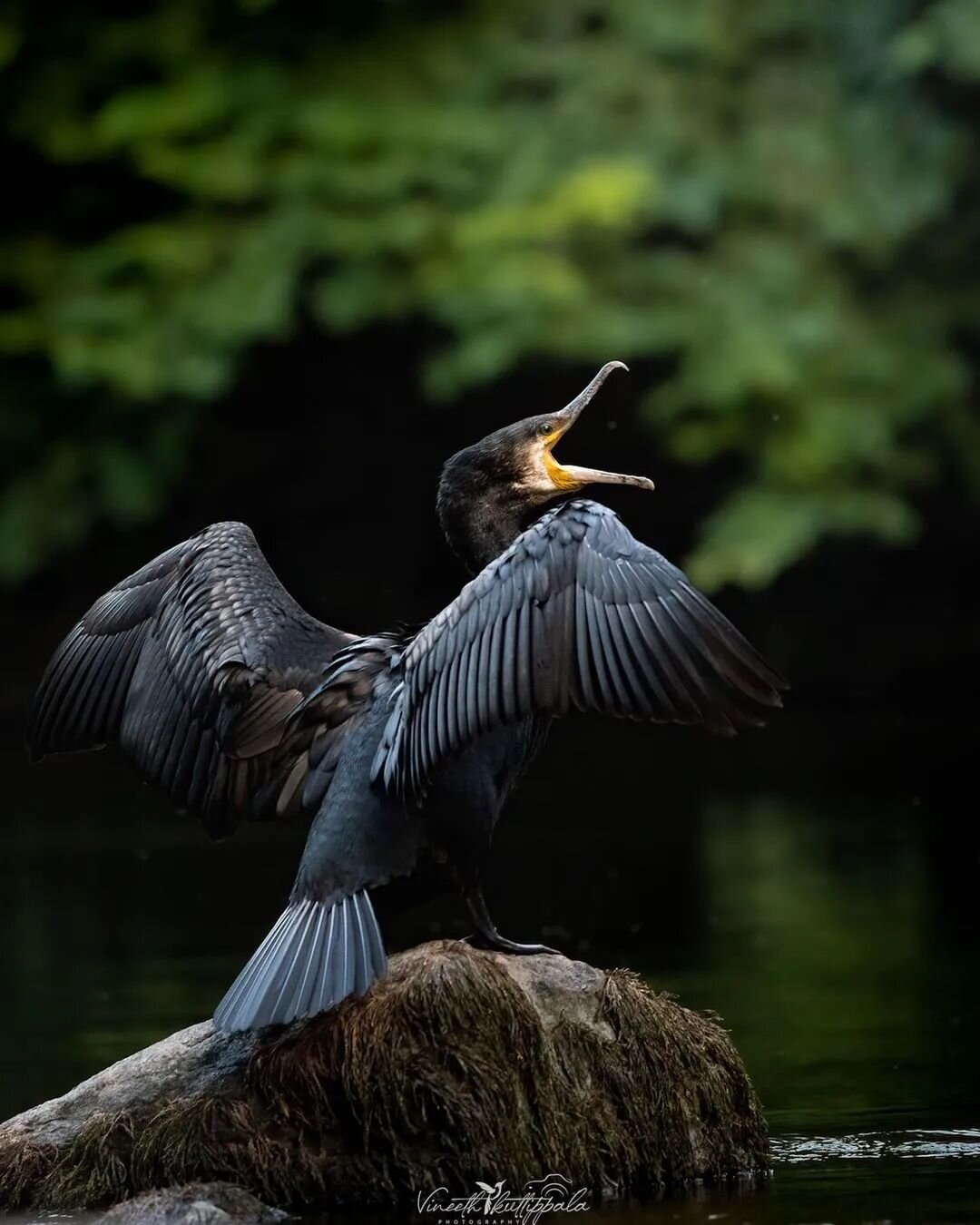 GBG wildlife 😍 @vineeth_kuttippala_photography captured this Great Cormorant putting on a show - thanks for the tag 🙏
.
.
.
.
#greatcormorant #wildlife #jonsered
#G&ouml;teborg #gothenburg #gebege #wings #thisisgburg