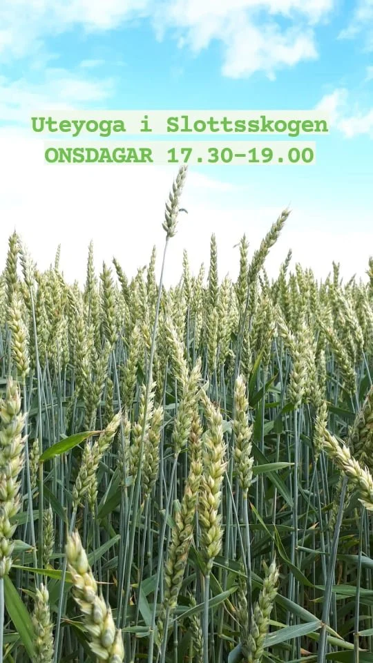 Outdoor Yoga in Slottsskogen