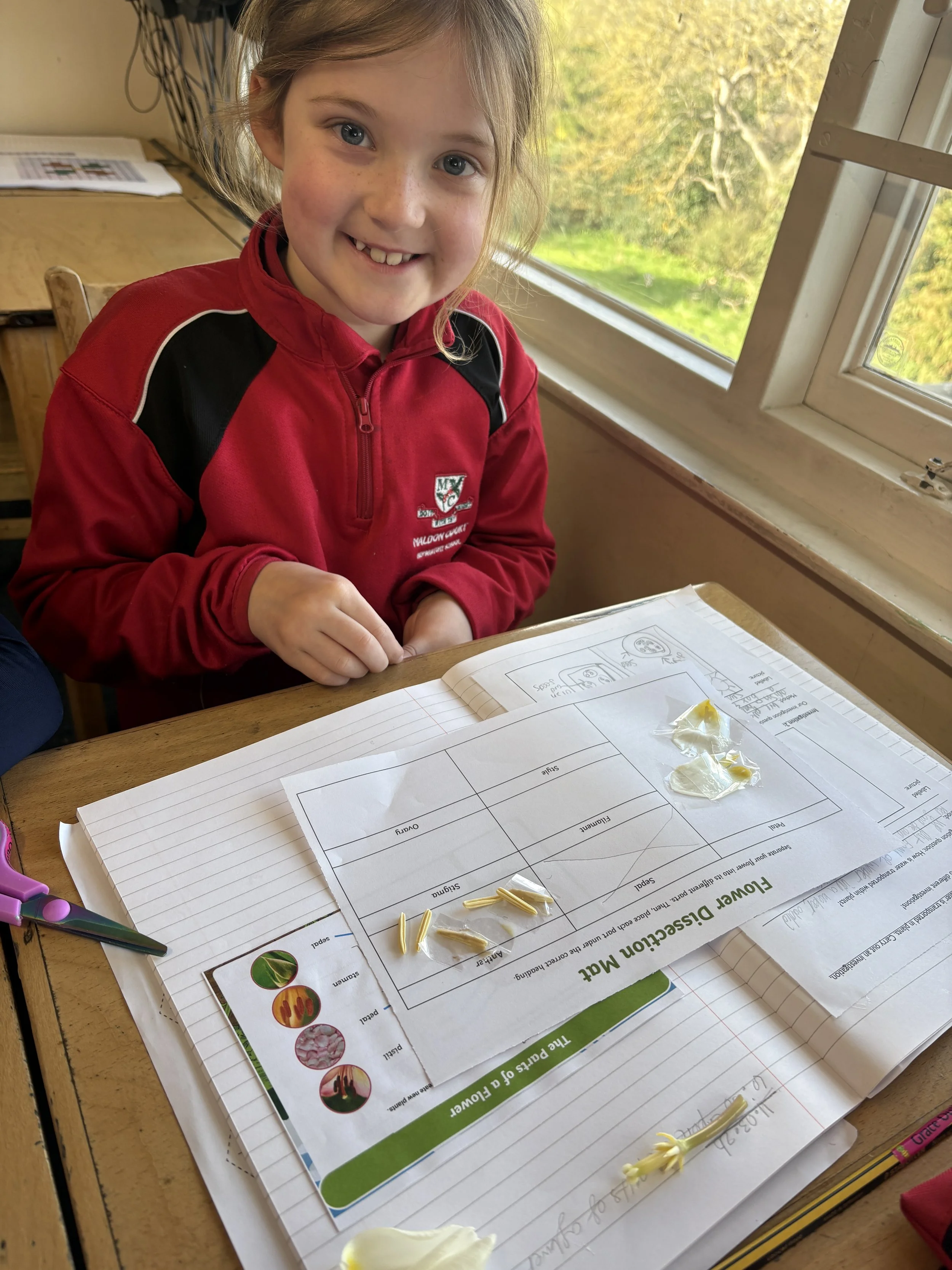 Parts of a plant- dissecting tulips  (6).jpg