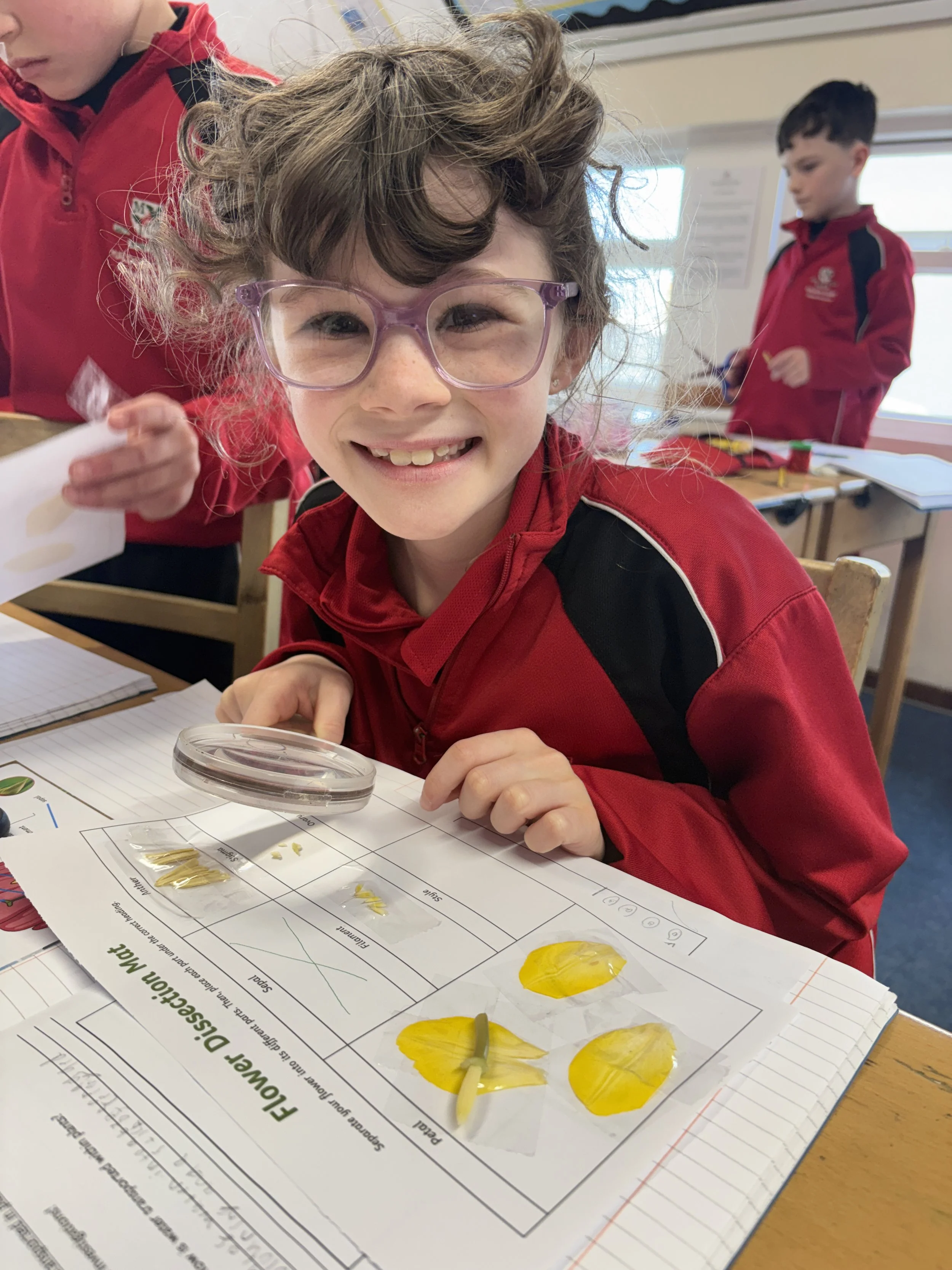 Parts of a plant- dissecting tulips  (1).jpg