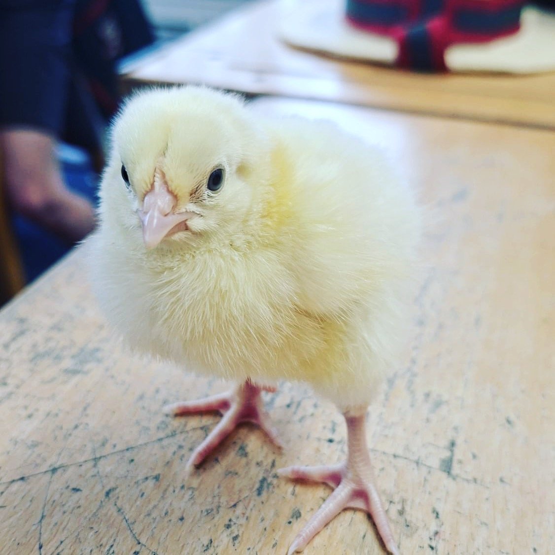 Nothing like some cuddles from a cute visitor for our Form 6 class to ease us back in on the first day back! 🐥 #maldoncourtpreparatoryschool #firstdayback #education #specialvisitor #school #newclassmate #halftermbreak