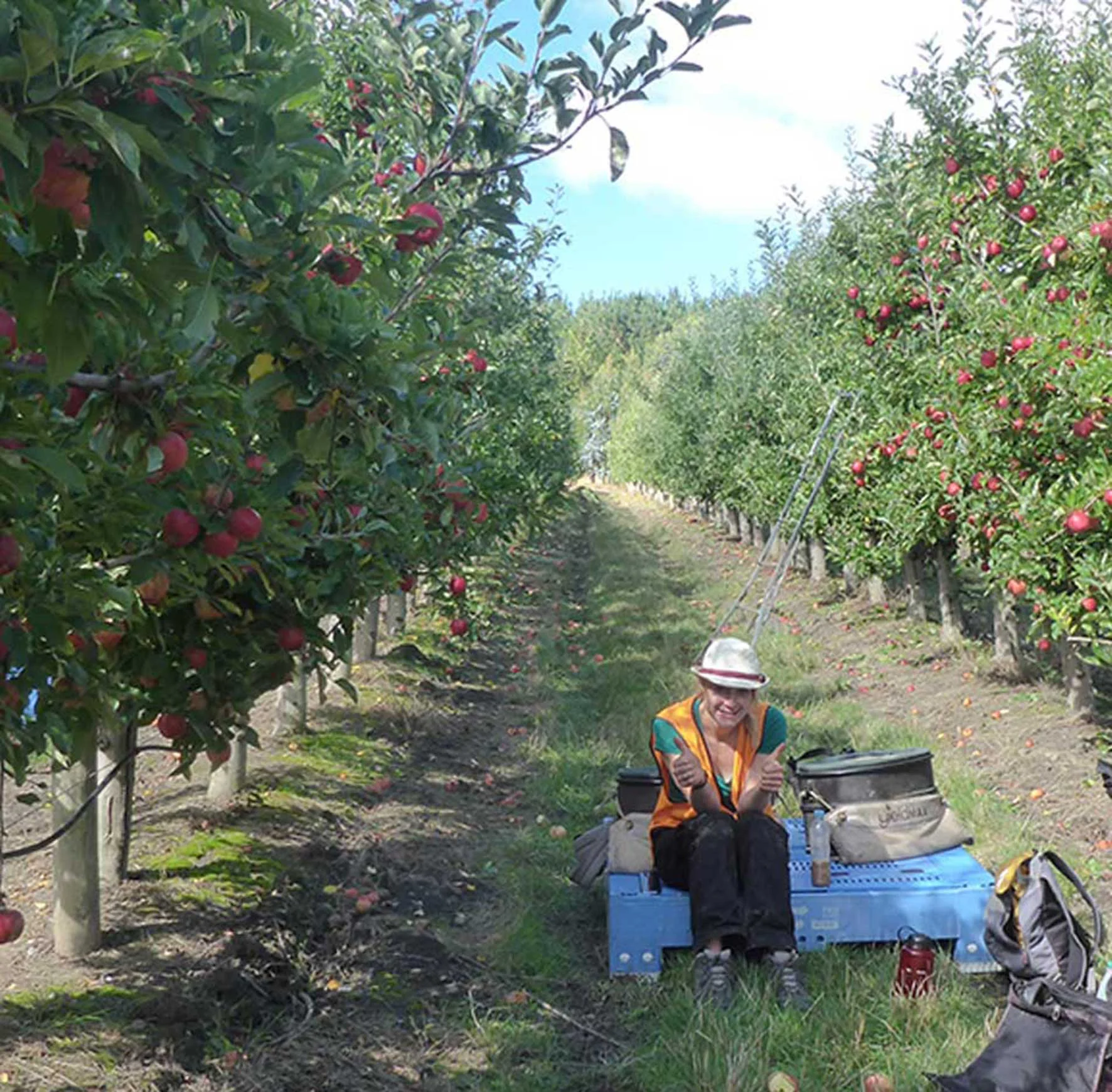 Working the orchards
