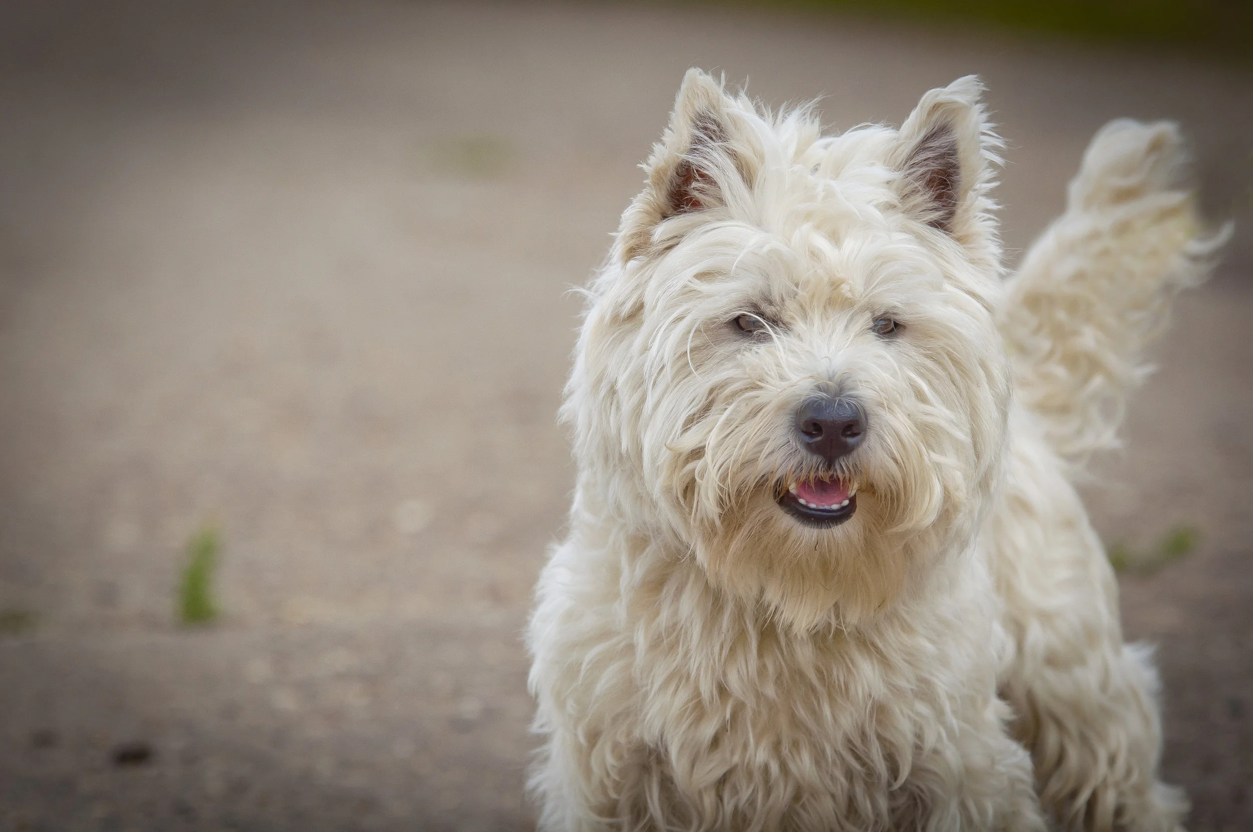 west highland white terrier
