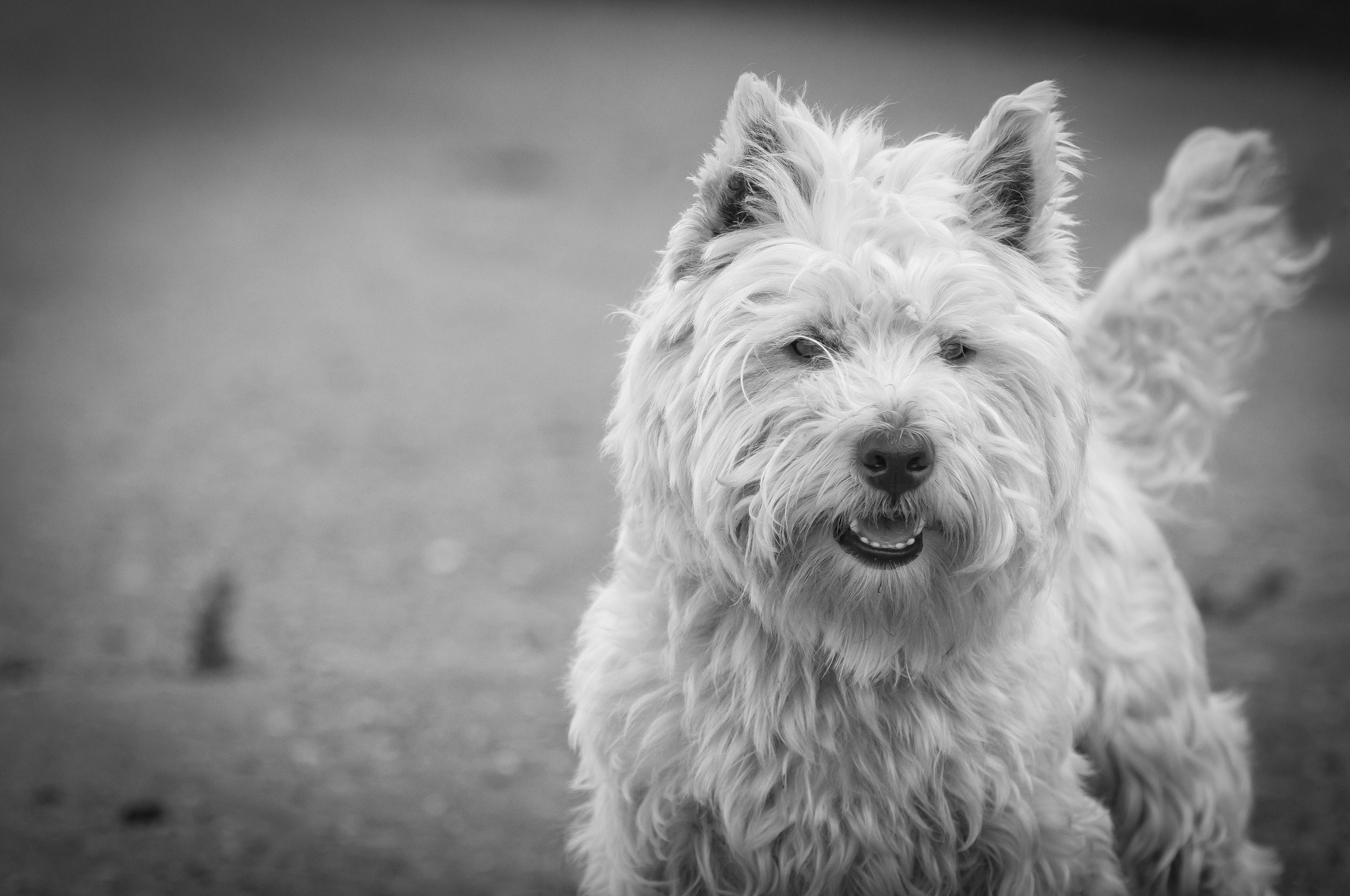 Grimsby-dog-photograper.jpg