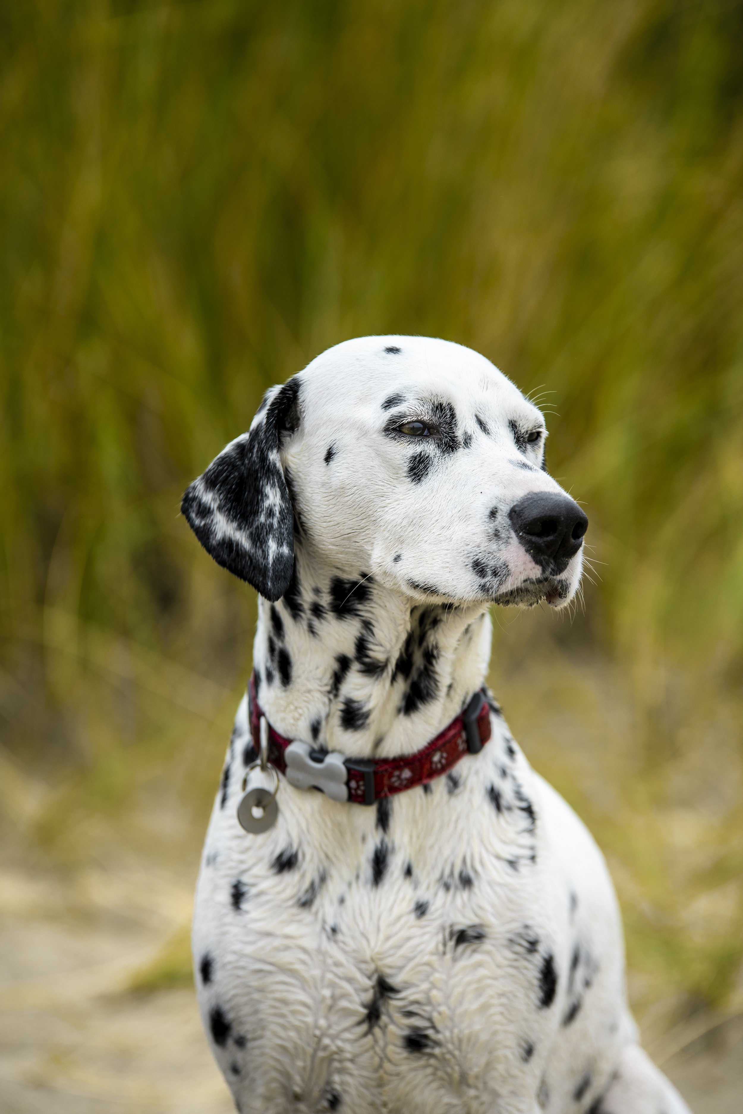 Lincolnshire-dog-pet-photographer.jpg