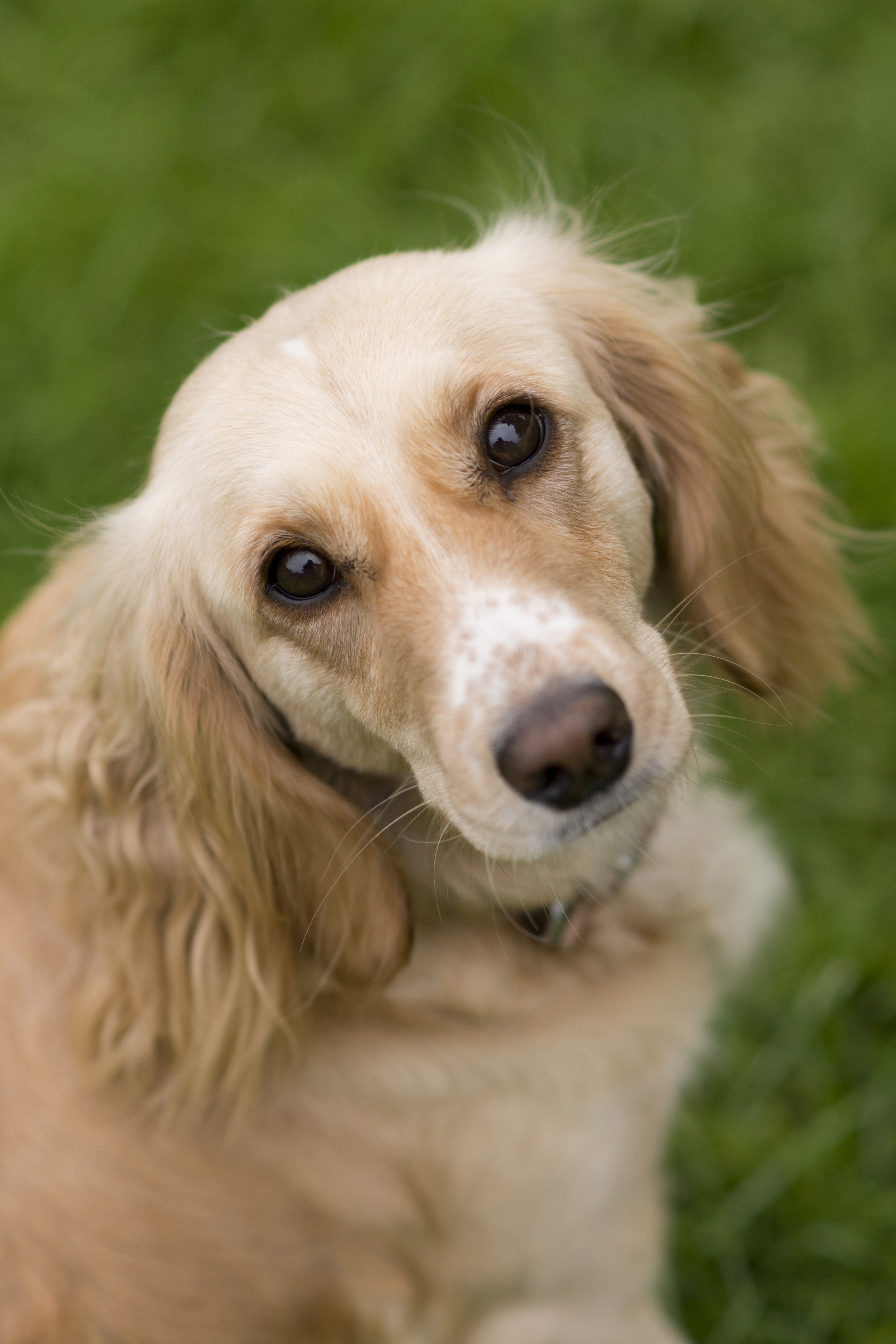 Lincolnshire-puppy-photography.jpg