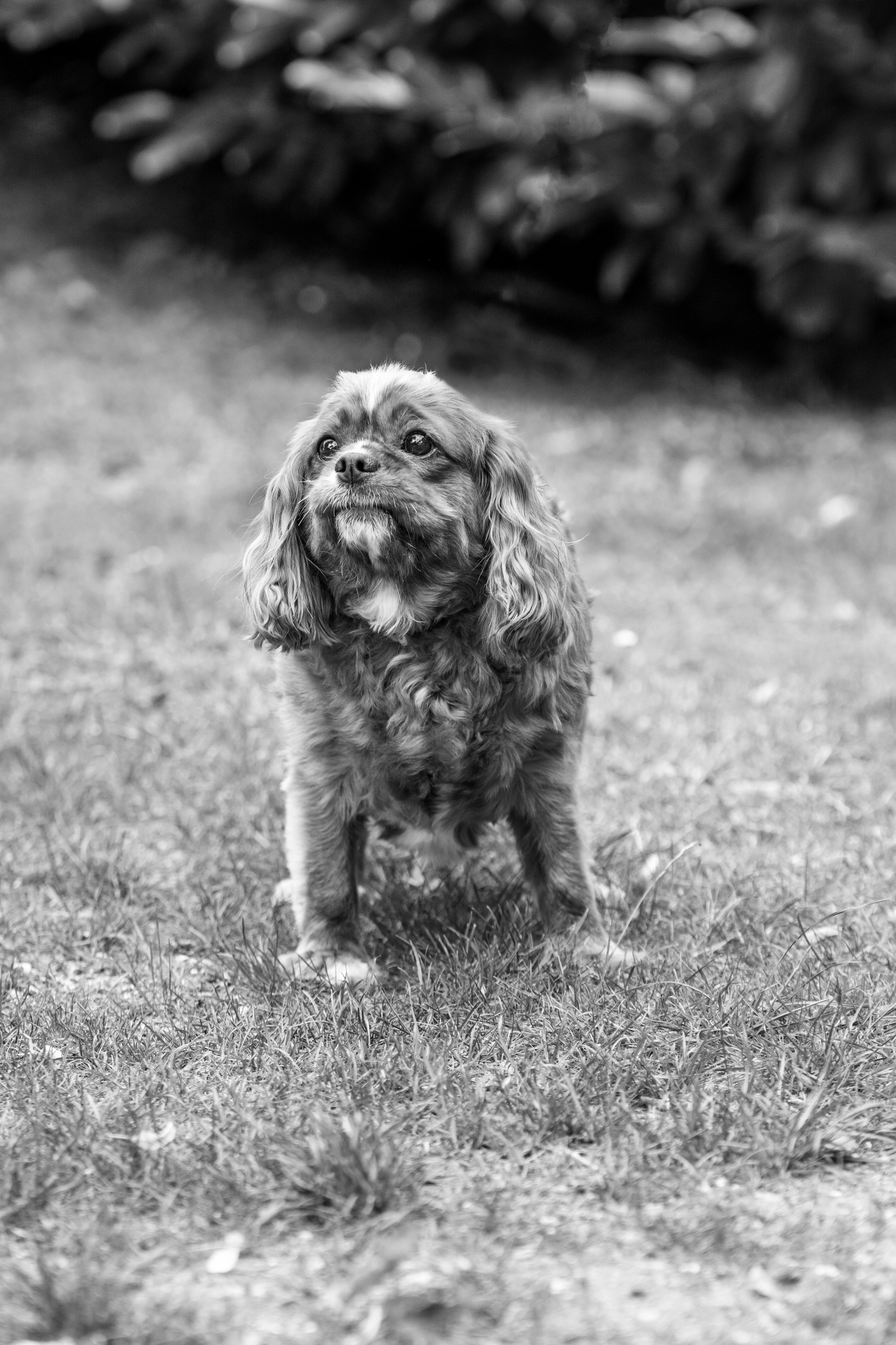 Lincolnshire-puppy-pet-photographer.jpg