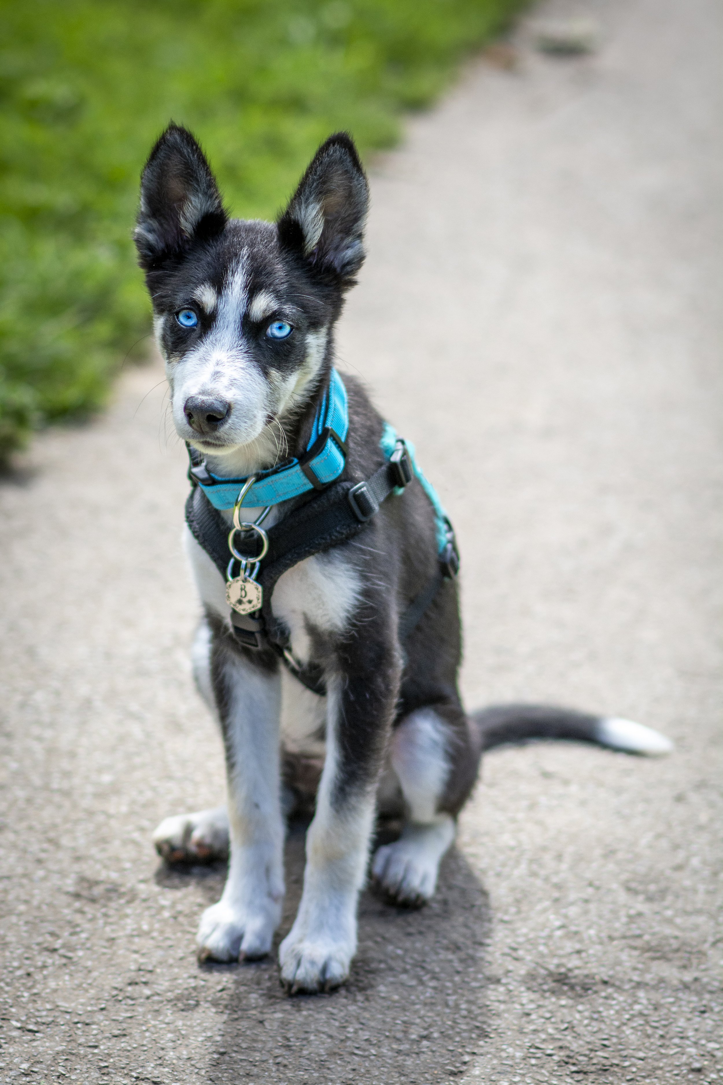 Louth-Lincolnshire-puppy-photography.jpg