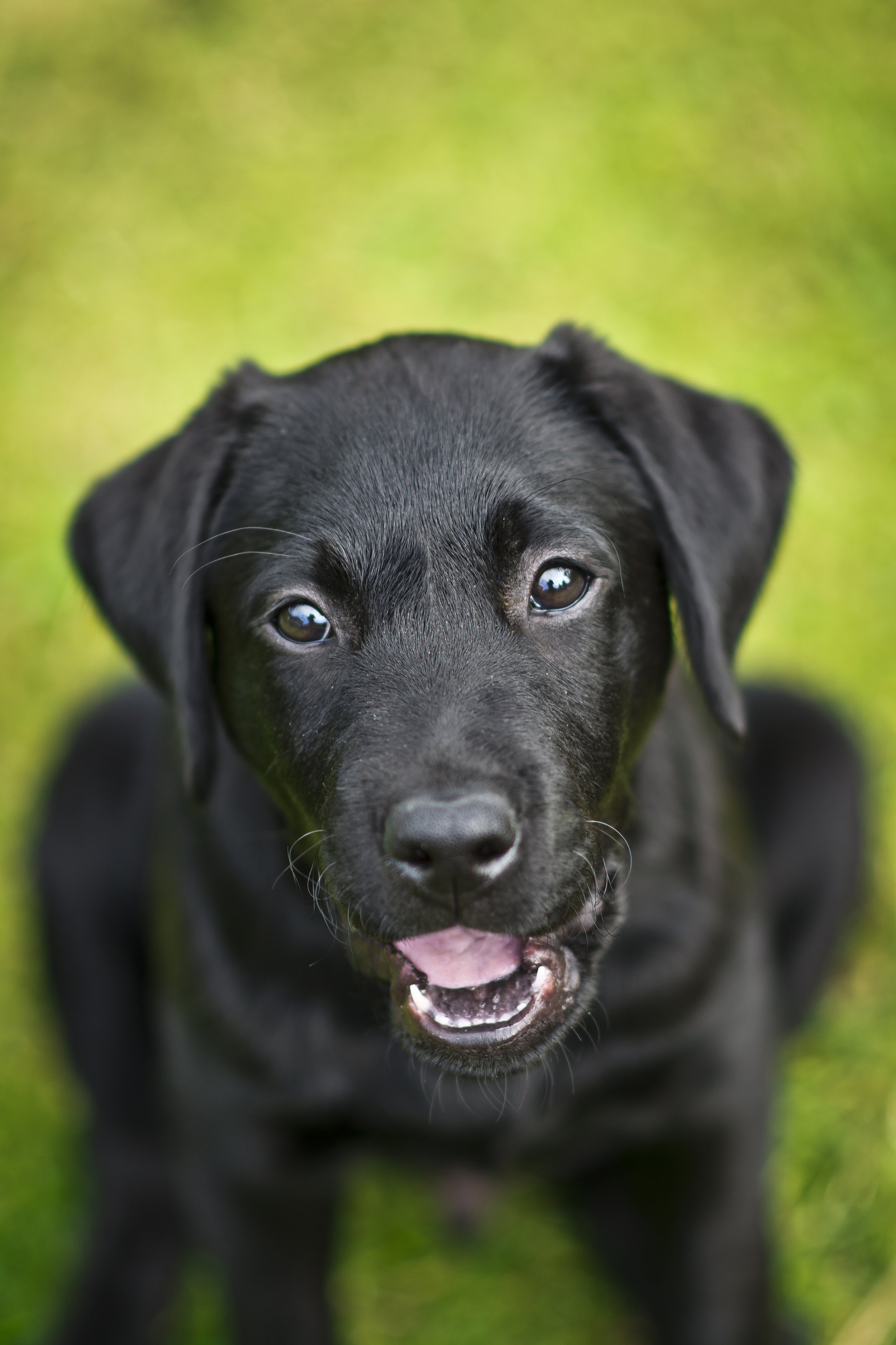 Louth-Lincolnshire-puppy-photorapher.jpg