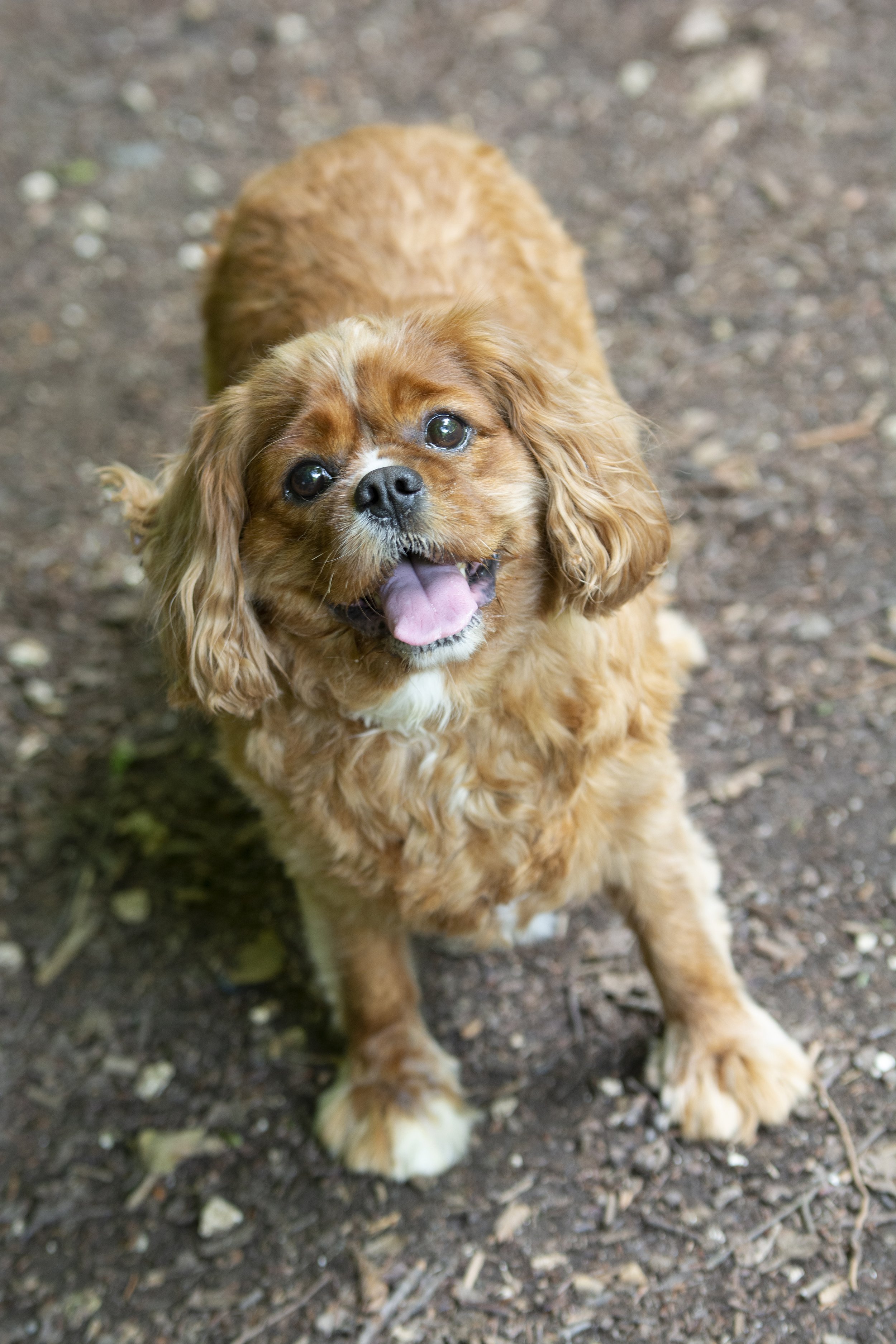 Lincolnshire-dog-puppy-phototgraphy.jpg