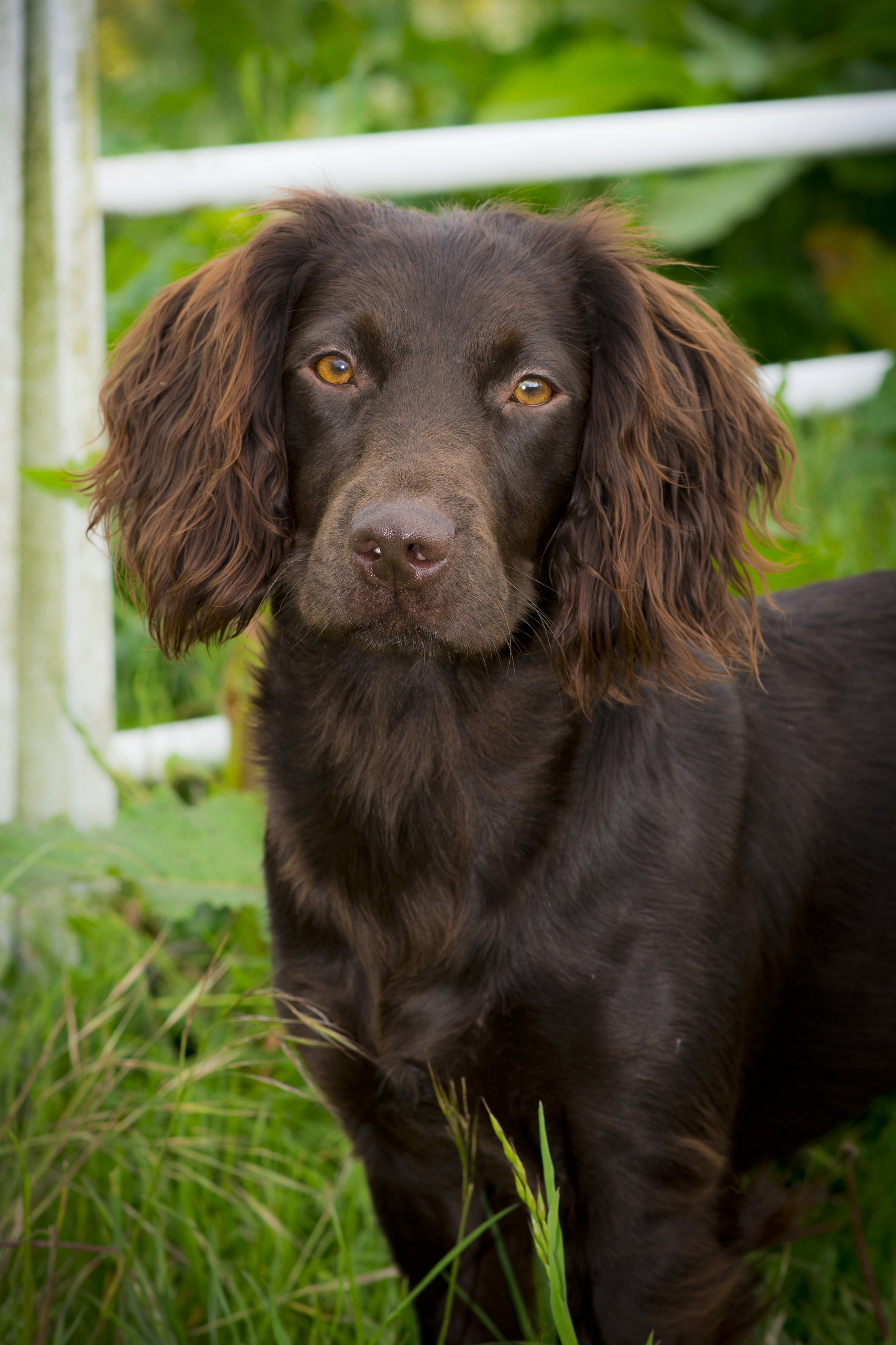 Lincolnshire-pet-photography.jpg