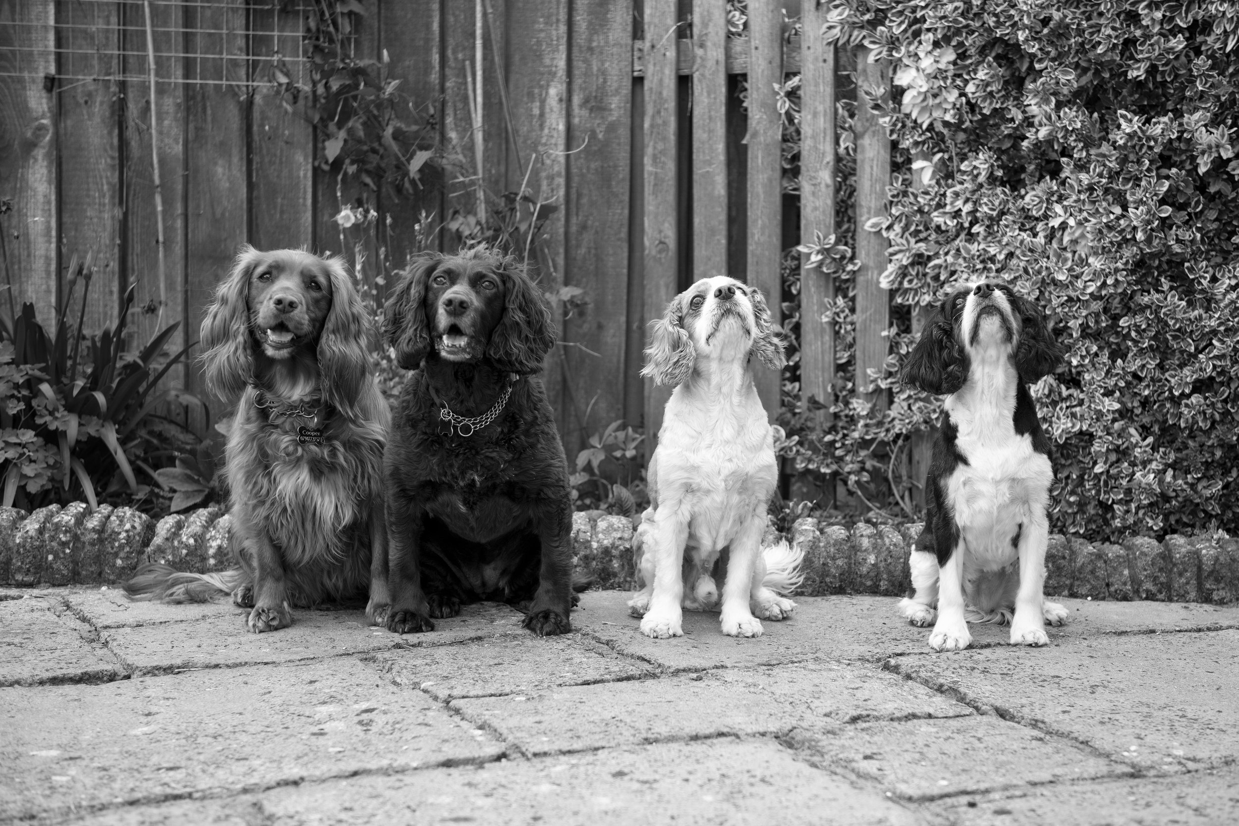 Louth-Lincolnshire-dog-photographer.jpg