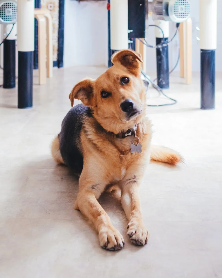 A cute dog with a collar lying on a light-colored floor indoors with electric fans and tables in the background.