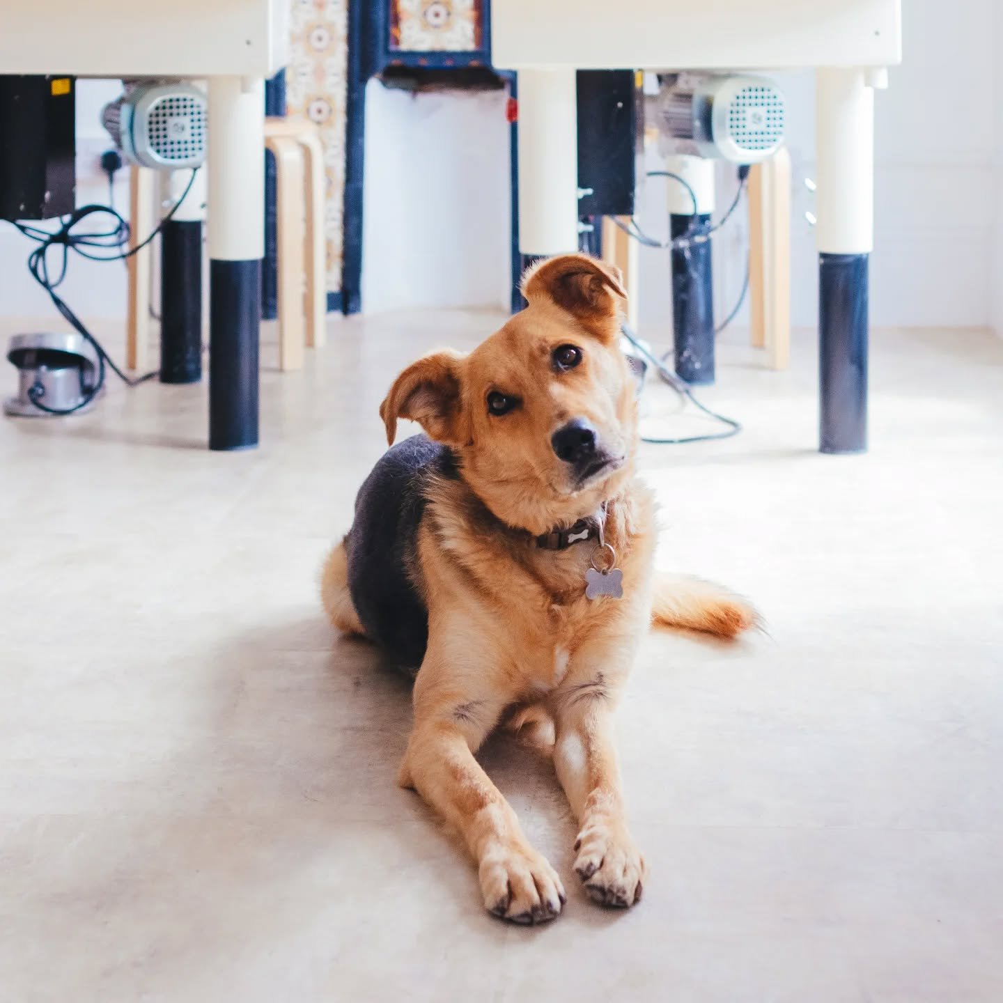 Merry Christmas &amp; a happy, peaceful New Year! ❤️ Thank you so much for supporting handmade and our little studio this year. 

Wishing you all a cosy, joyful Christmas.
See you all in 2026! ✨

#festivefeels
#cotswoldchristmas
#merryandbright 
#dog