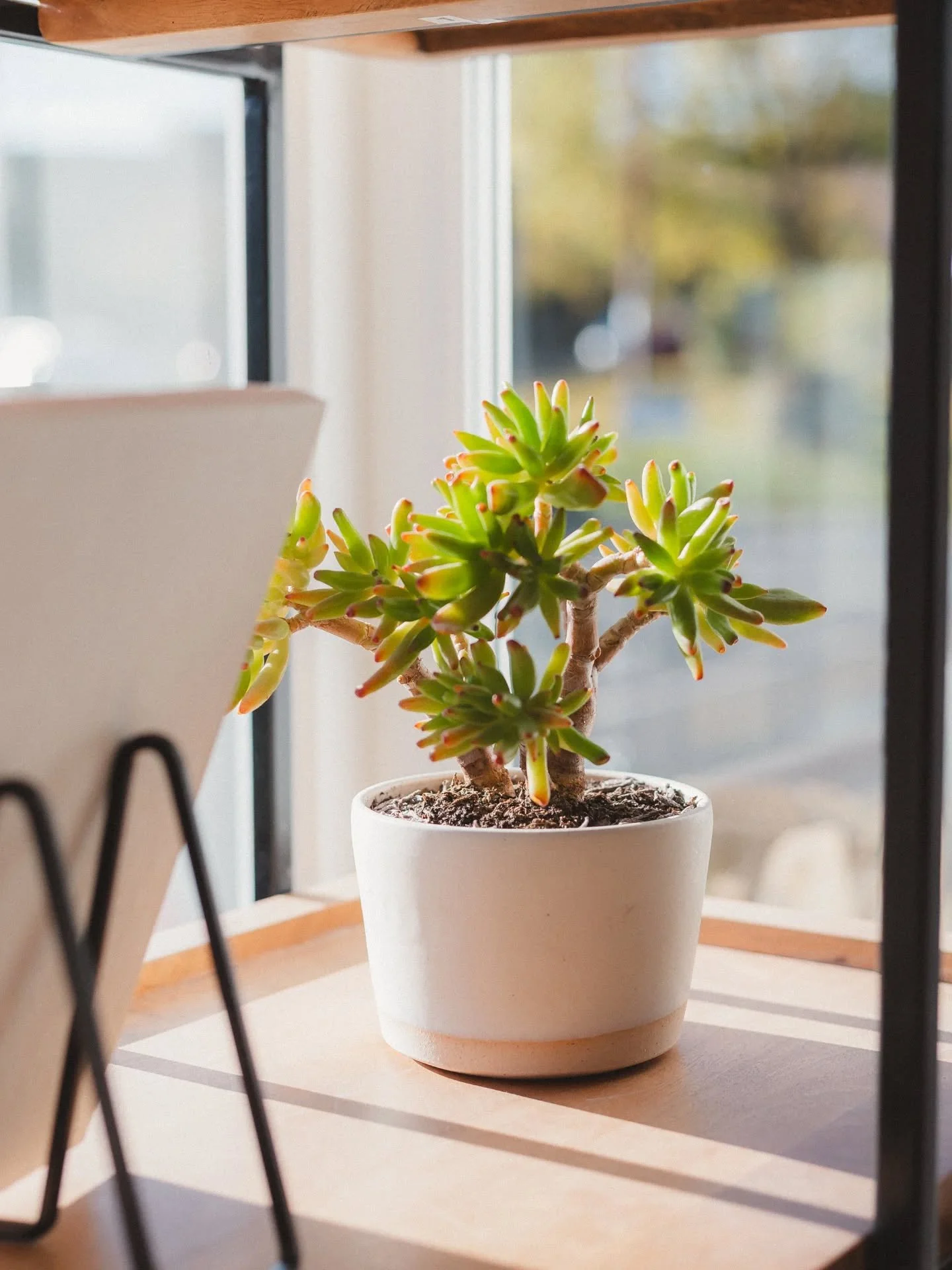 A fresh batch of our rustic stoneware planters will be emerging from the kiln soon 🌿
Come by at weekends to explore our full range of handcrafted pottery.

📸 Beautifully captured by @sllegge.photography

#CusackCeramics
#handmadehomewares #smallbat