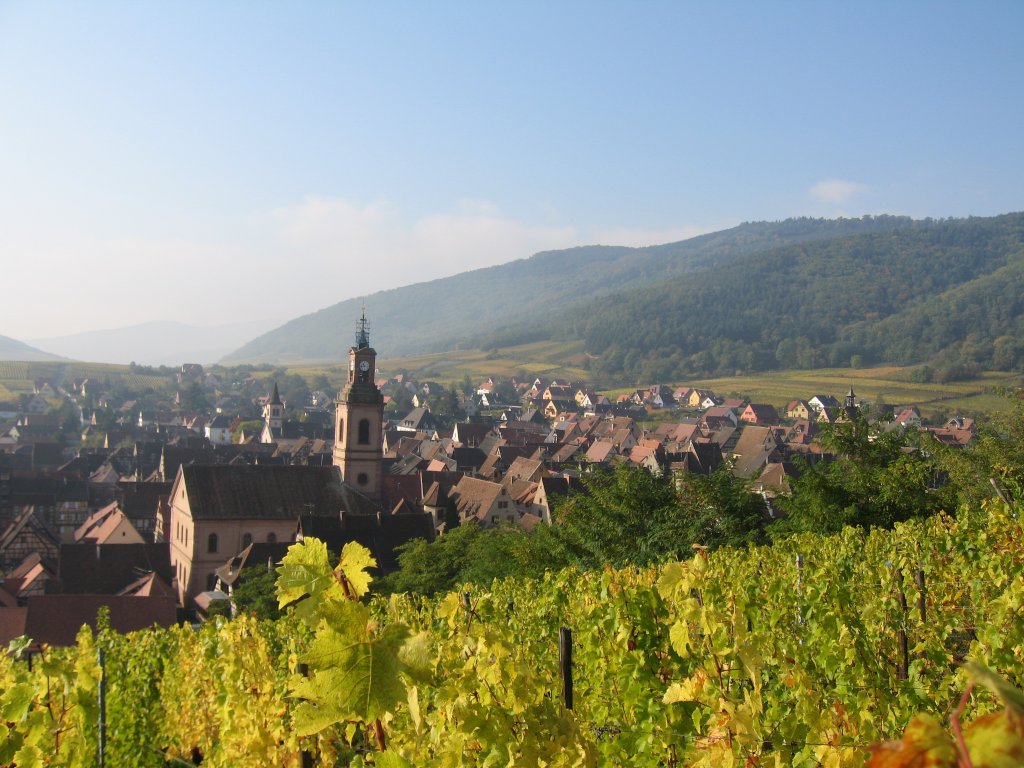 Schoenenbourgvineyard.jpg