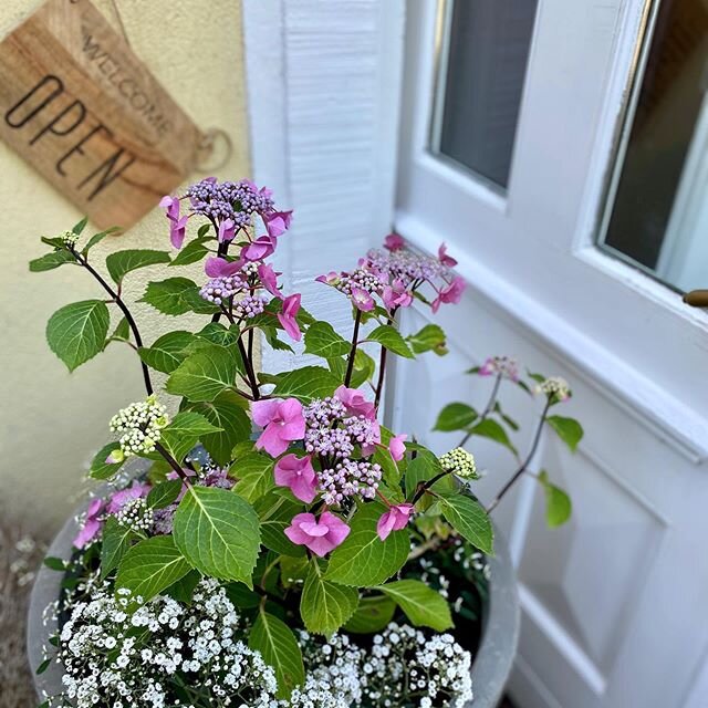 Welcome! #hotel#hotelhideaway #hoteldecharme #hotellife #h&ocirc;tel #hotelstay #hotellerie #alsace #alsacefrance #alsacetourisme #visitselestat #visitgrandried #toutlebasrhin #welcome #bienvenue #photooftheday #flowers #😀