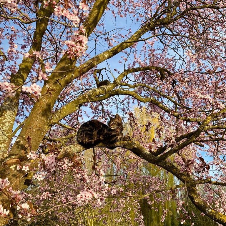 Pacha! 😊 #printemps #beauxjours #chat #naturephotography #naturelovers #h&ocirc;tel #hotel #dimanche#lespresdondine #fleursdesaison #alsace #alsacemylove #alsacetourisme #visitselestat