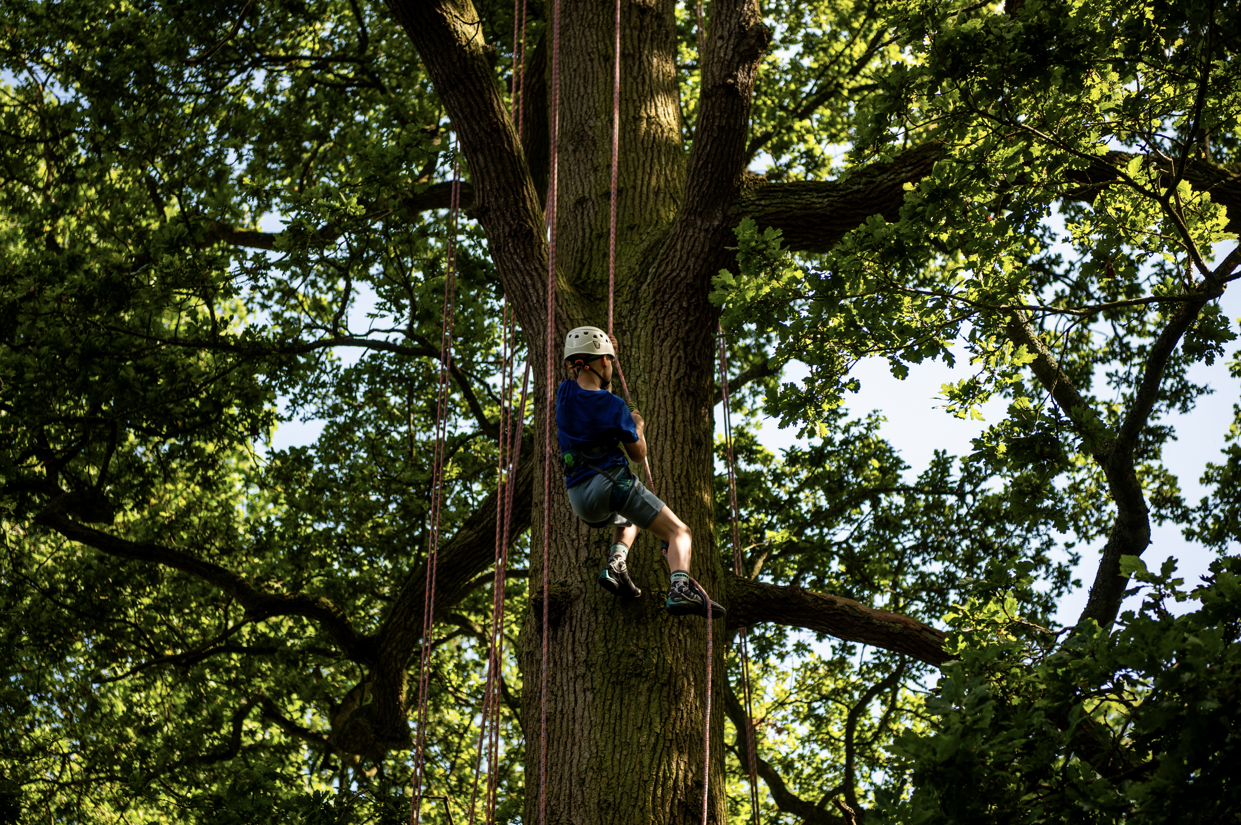 Tree Climbing Experiences