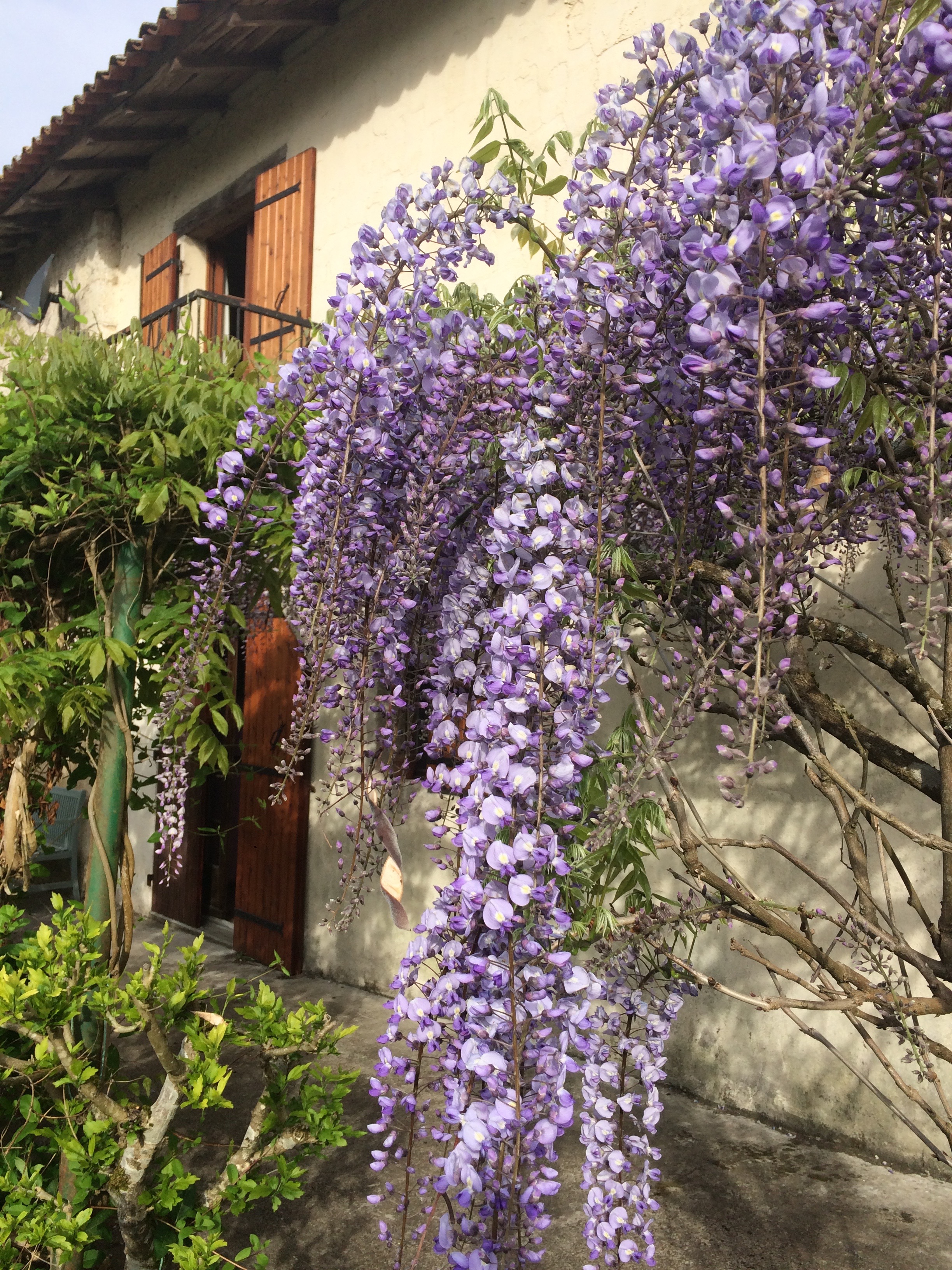 Stunning French holiday house garden