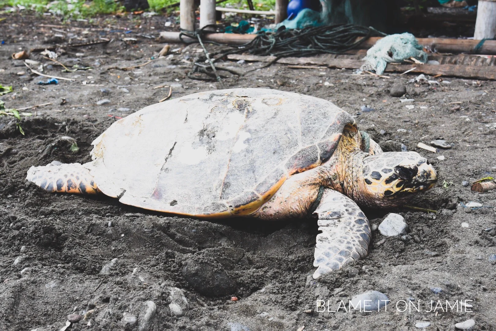 Tortoise - Bali | 290117