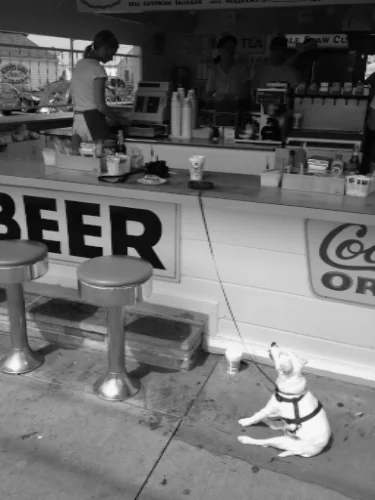 When inspiration is illusive, offer it a cheeseburger - H. Jackson Brown