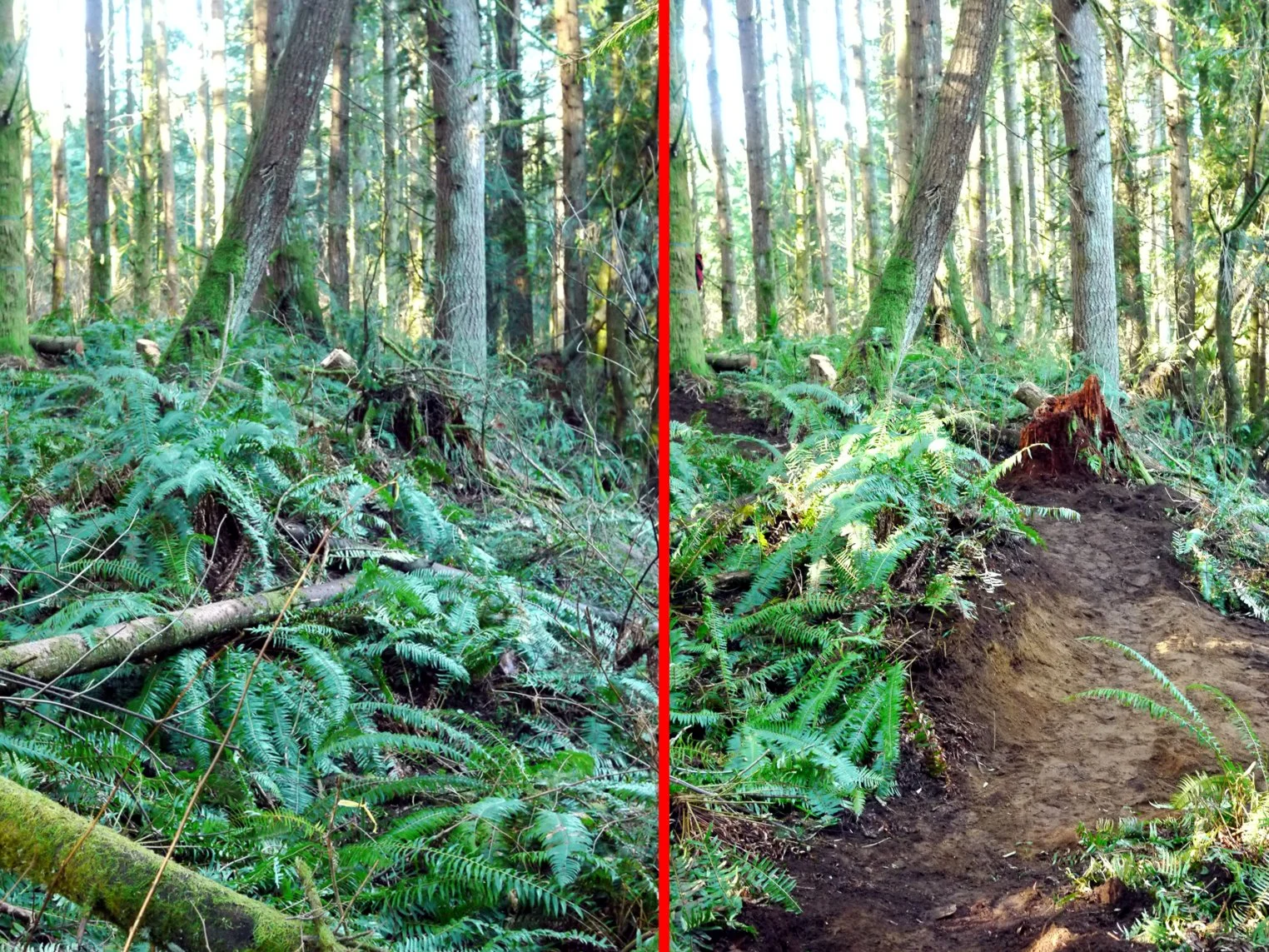 Before and After work on the “Trail with no Name” at the Tree Farm.